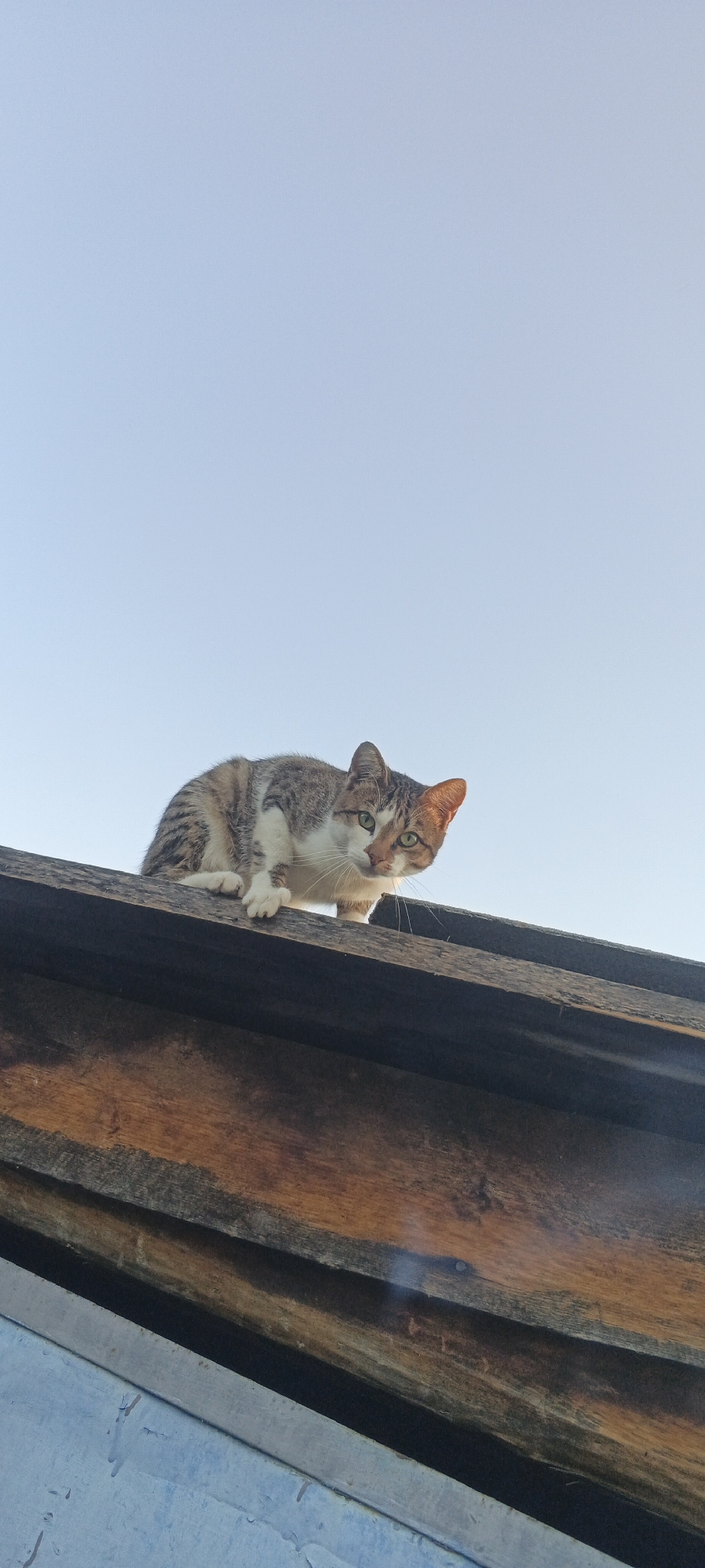 A calico cat is perched on the edge of a wooden roof against a clear blue sky. The cat is facing the viewer, with its body angled towards the left and its head turned to look directly at the camera. Its fur is a mix of white, brown, and black tabby markings, with patches of orange on its face and ears. The cat has green eyes and long white whiskers.
The roof appears to be made of weathered wooden planks, with a darker layer visible beneath the top layer. The wood has a rough texture and shows signs of age. Below the roof, a lighter blue surface is partially visible, possibly part of a wall or another structure.
The scene is set outdoors, with the bright blue sky suggesting it is daytime, likely morning or afternoon given the lighting. There are no other people or animals visible in the frame. The focus is entirely on the cat and its perch on the roof. The overall impression is one of a peaceful, possibly curious, moment captured with the cat observing its surroundings from an elevated position. The location context of Chernyavskii, Russia, provides a geographical setting for this observation. No visible text is present in the image.