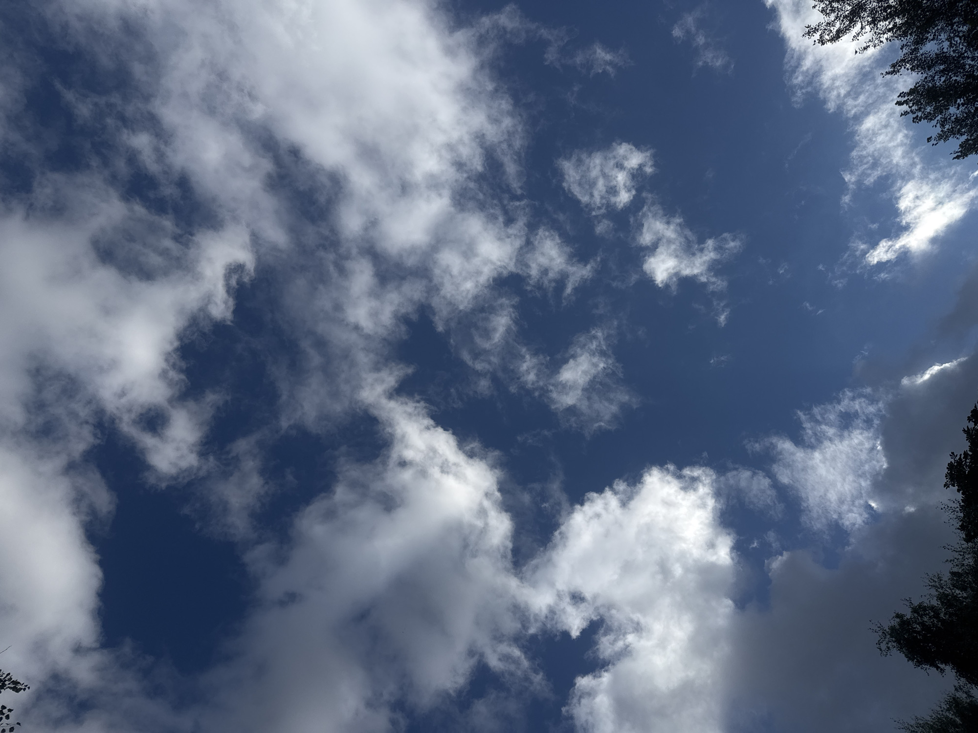 This image shows a view of the sky above Sovkhoza imeni Lenina, Russia. The sky is a deep blue and is partially covered with scattered white clouds of varying densities. Some clouds are wispy and thin, while others are thicker and more defined, with some appearing as cumulus formations. The bottom of the image is partially obscured by the dark silhouettes of trees and foliage. The lighting suggests it might be daytime, possibly late afternoon or early evening given the contrast between the bright clouds and the darkening tree line. There are no people or specific objects visible other than the natural elements of the sky and vegetation.