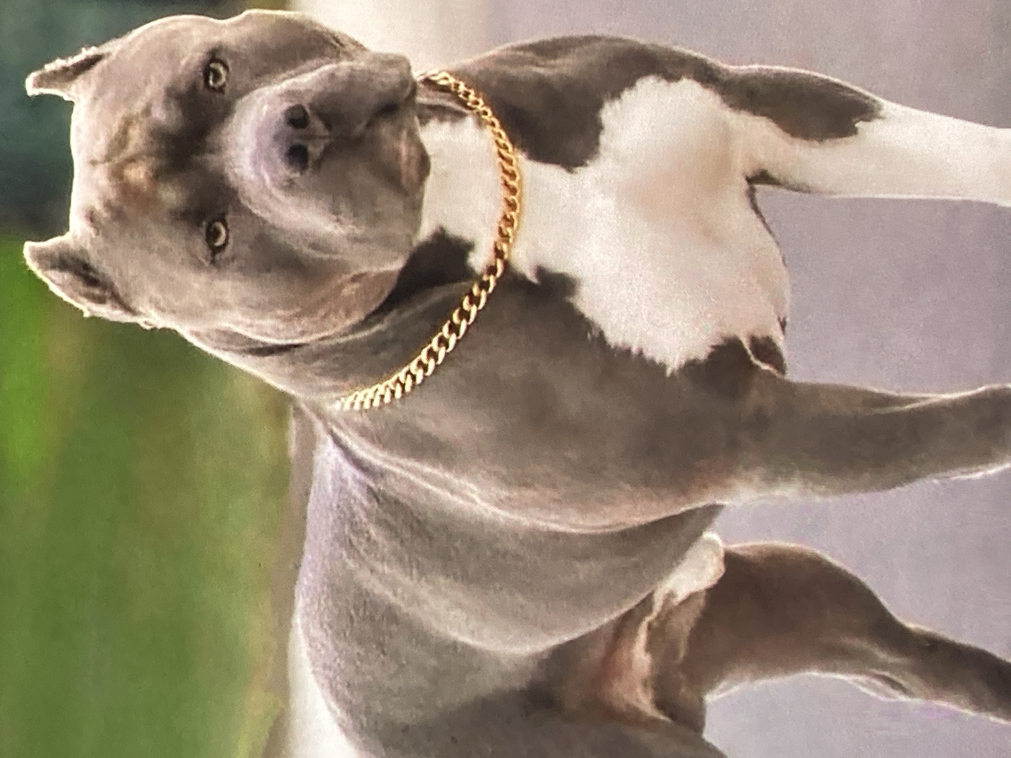 A gray pit bull with a white chest stands outdoors, wearing a gold chain. The dog is looking directly at the camera. The background is blurred, with green on the left and a muted purple on the right.