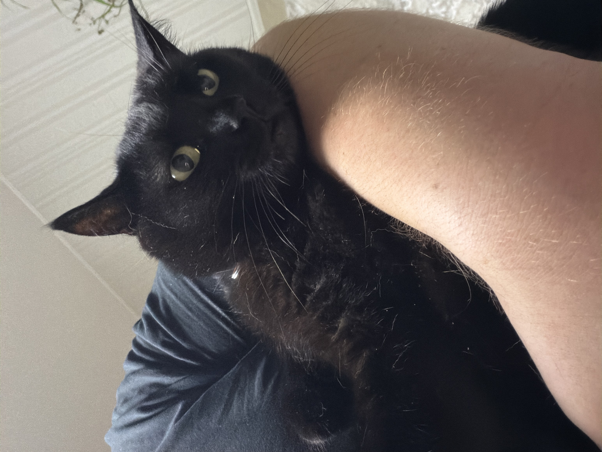 A black cat with yellow eyes rests on a person's arm, which is covered in light hair. The cat is wearing a thin, light-colored collar. The person is wearing a dark t-shirt. The background is out of focus and appears to be an indoor setting with a neutral-colored wall. The image is taken from a high angle, looking down at the cat and arm.