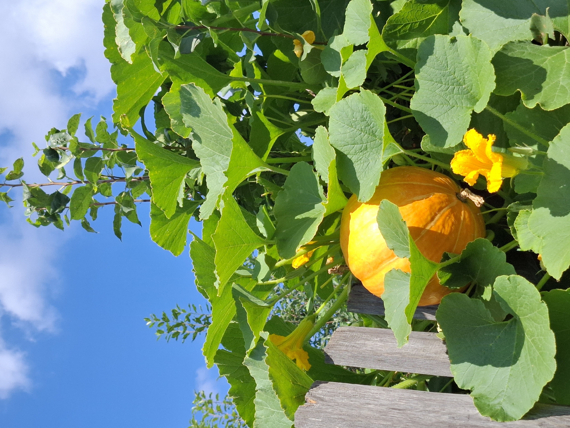 A ripe, orange pumpkin is nestled among lush green leaves and bright yellow blossoms, partially obscured by a weathered wooden fence. The scene is set against a vibrant blue sky dotted with fluffy white clouds. This photograph was taken in the city of Tyumen, Russia.