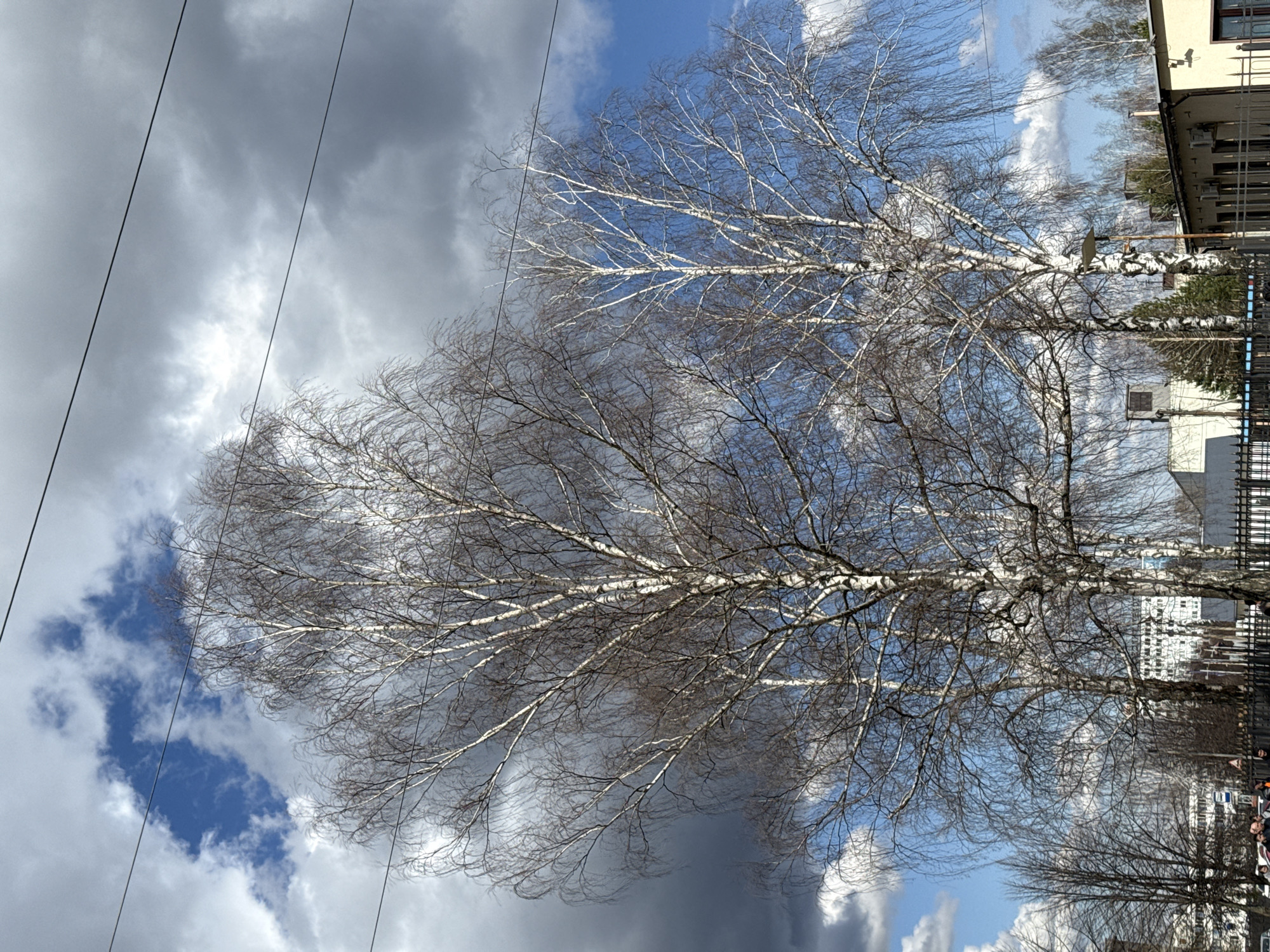 The image, originally oriented vertically but depicting a horizontal landscape, captures a dynamic outdoor scene primarily featuring bare trees and a dramatic sky, set in what is identified as Chaikovsky, Russia.
The sky exhibits a striking contrast, with patches of bright blue visible through a mix of fluffy white cumulus clouds and heavier, dark grey storm clouds. Several thin, dark overhead utility wires diagonally cross the upper portion of the frame.
Dominating the midground are several large, leafless deciduous trees, identifiable as birches due to their characteristic white, peeling bark and slender branches. Their intricate networks of bare branches are silhouetted against the varied sky, indicating the season is either late winter or early spring.
In the background, particularly towards the right side of the frame, parts of multi-story urban buildings are visible. One building has a light, possibly yellow or beige, facade, and sections of fences and other architectural structures can be seen. In one of the provided cropped hints, a small group of indistinct people can be vaguely seen in the far distance, near what appears to be a street or pathway, partially obscured by a fence.
The scene takes place during daytime, under natural light. The contrasting cloud formations suggest dynamic weather conditions, possibly after a recent rain or with an impending change. There is no visible text in the image.