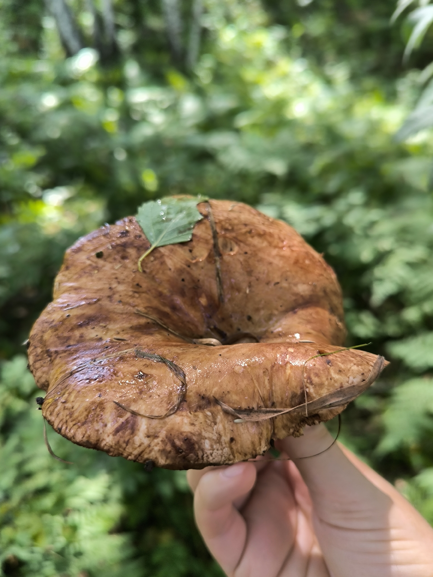 A person's hand is holding a large, brown mushroom outdoors. The mushroom has a wide cap with brown striations and a small green leaf resting on top. A few strands of dried grass or pine needles are also attached to the mushroom. The background is a blur of green foliage, suggesting a forest or wooded area. The image appears to be taken in Maiskii, Russia, a location known for its natural beauty and outdoor activities.