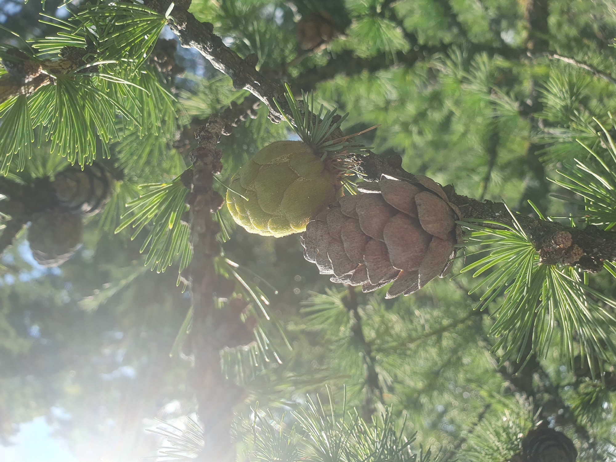 The image shows a close-up of a larch tree with two pine cones on a branch. The pine cones are of different sizes and colors, one is brown and mature, the other is green and young. The needles of the larch tree are bright green and appear to be covered in dew. The sun is shining brightly through the branches, creating a bokeh effect in the background. There are no people or animals visible in the image. The location is described as Leninsk, Russia, but there is no visual information in the image to support this specific location.
