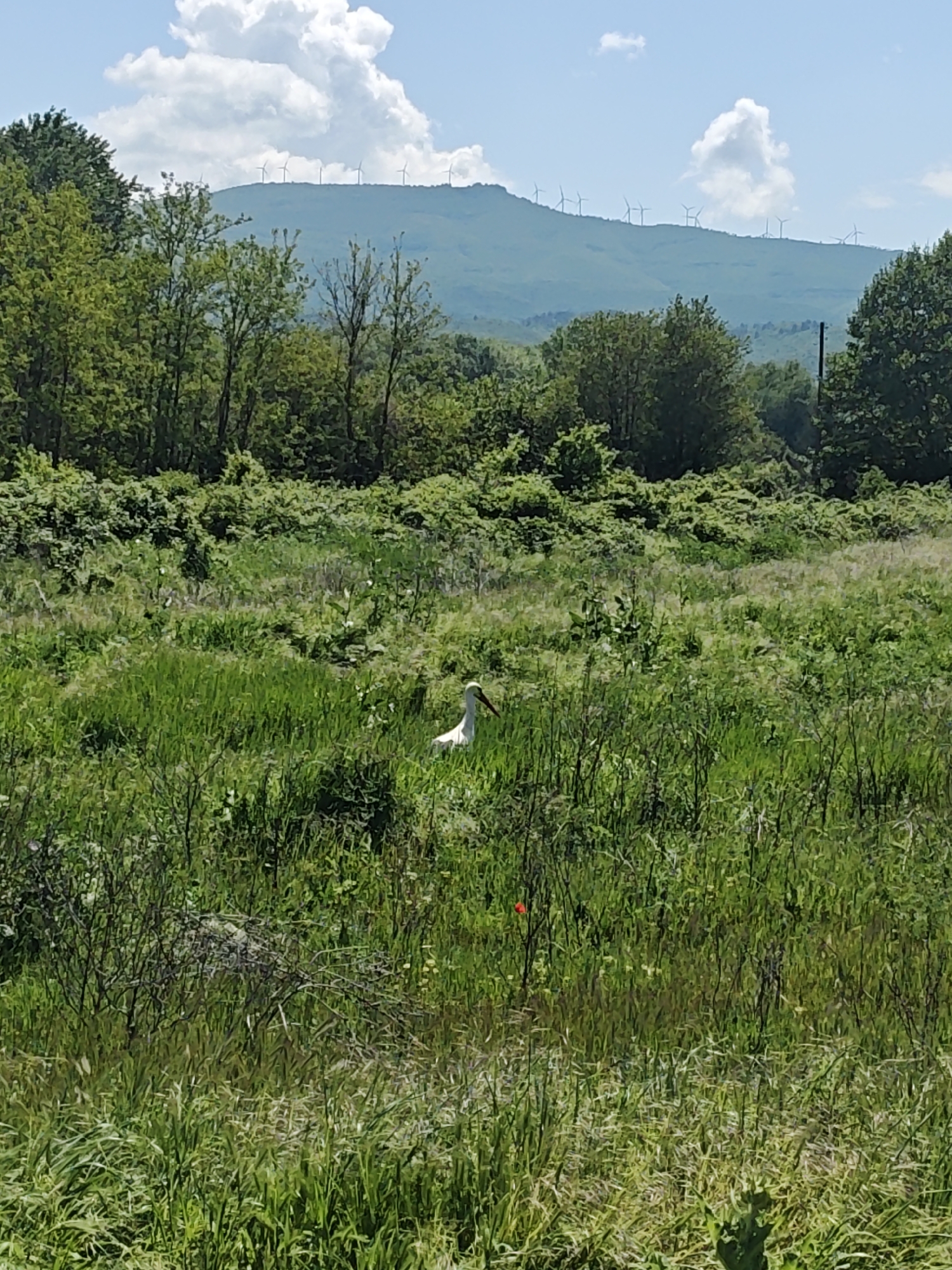A wide shot of a grassy field with a white stork in the middle. The field is bordered by trees and shrubbery. In the background, there is a mountain range with a wind turbine farm along the ridge. The sky is blue with scattered white clouds. The location is in a rural area, likely in Unknown, Unknown.