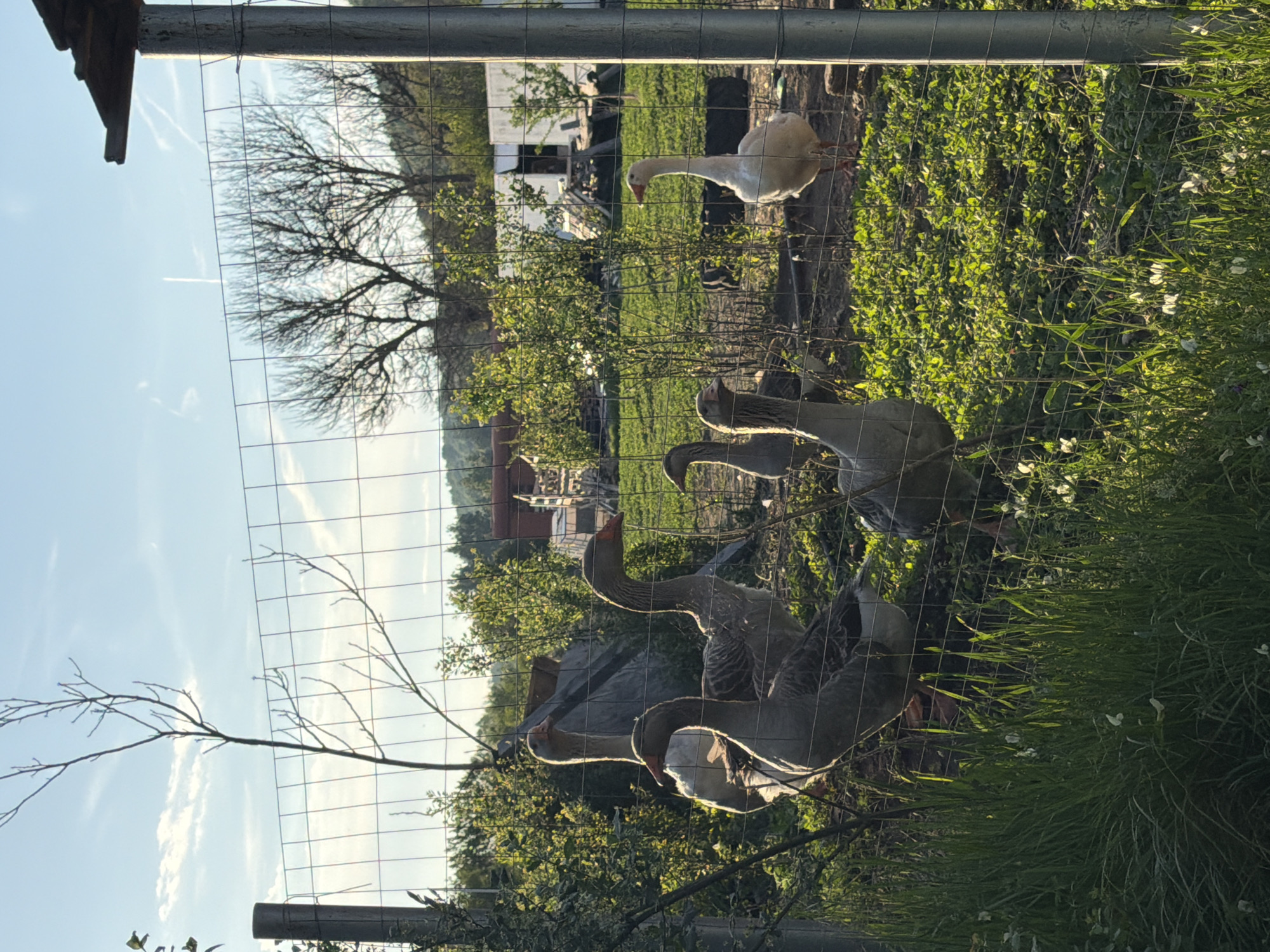 The image shows a group of geese behind a wire fence, presumably in a rural or semi-rural setting. There are approximately six geese visible, some gray and some white. They are standing in a grassy area with some low bushes. Behind the geese and the fence, there are trees, and in the distance, there are buildings that could be houses or farm buildings. The sky is visible in the upper part of the image. The location, Tsatsarovtsi, Bulgaria, is based on information that is not visually discernible in the image.