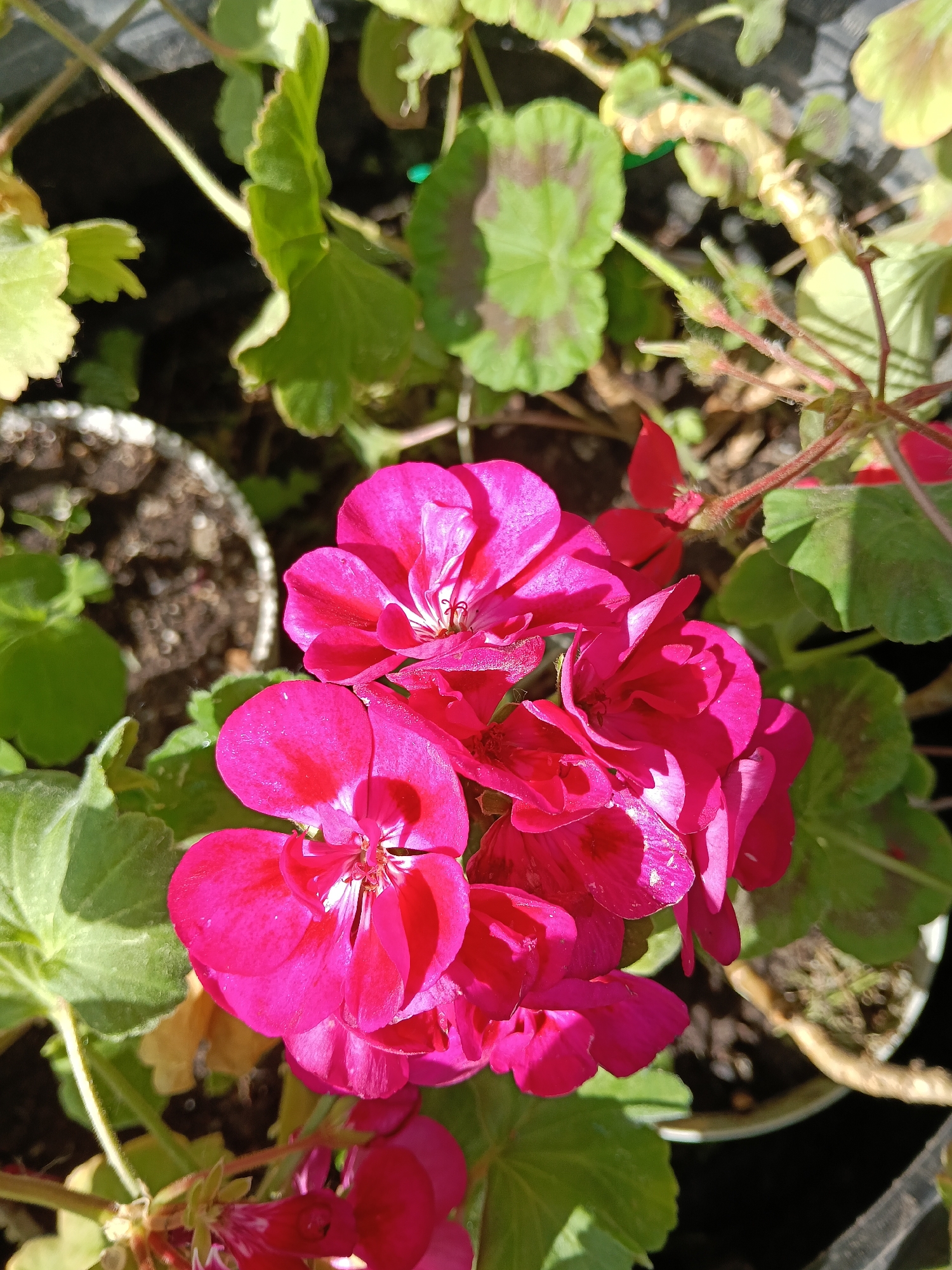 A high-angle, close-up shot of a cluster of bright pink geranium flowers, likely in a pot. The petals are smooth and reflective, catching the sunlight. A few green leaves with brown markings surround the flowers, and other potted plants are visible in the background. The image seems to be taken outdoors in daylight. Location cannot be confirmed.