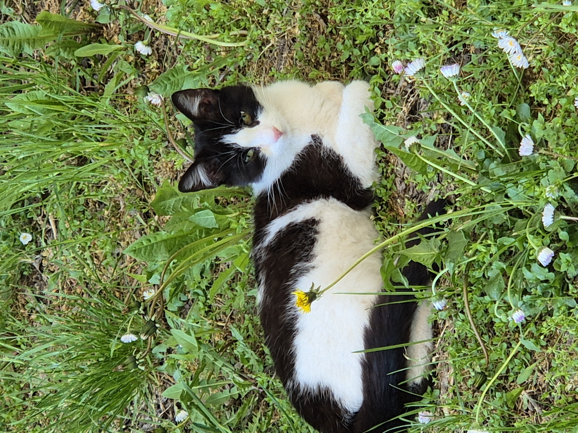 The media file shows an overhead view of a black and white cat lying relaxed in a vibrant green grassy area. The cat's fur is predominantly black on its head, back, and sides, contrasted with significant white markings on its face (around the nose and chin), chest, belly, and paws. It has yellowish-green eyes and is looking directly at the camera with a seemingly curious or content expression. Its front paws are curled up near its chest.
The setting is outdoors, likely a garden or natural field, characterized by dense green grass and various green plants, possibly including dandelions. Scattered throughout the grass are small white and light pink daisies, especially noticeable in the upper and lower right portions of the image. A single bright yellow dandelion flower is visible near the cat's white belly. The lighting suggests it is daytime, with soft, natural illumination on the scene. The cat appears calm and relaxed. There is no visible text in the image. The depicted location is Pavlikeni, Bulgaria.