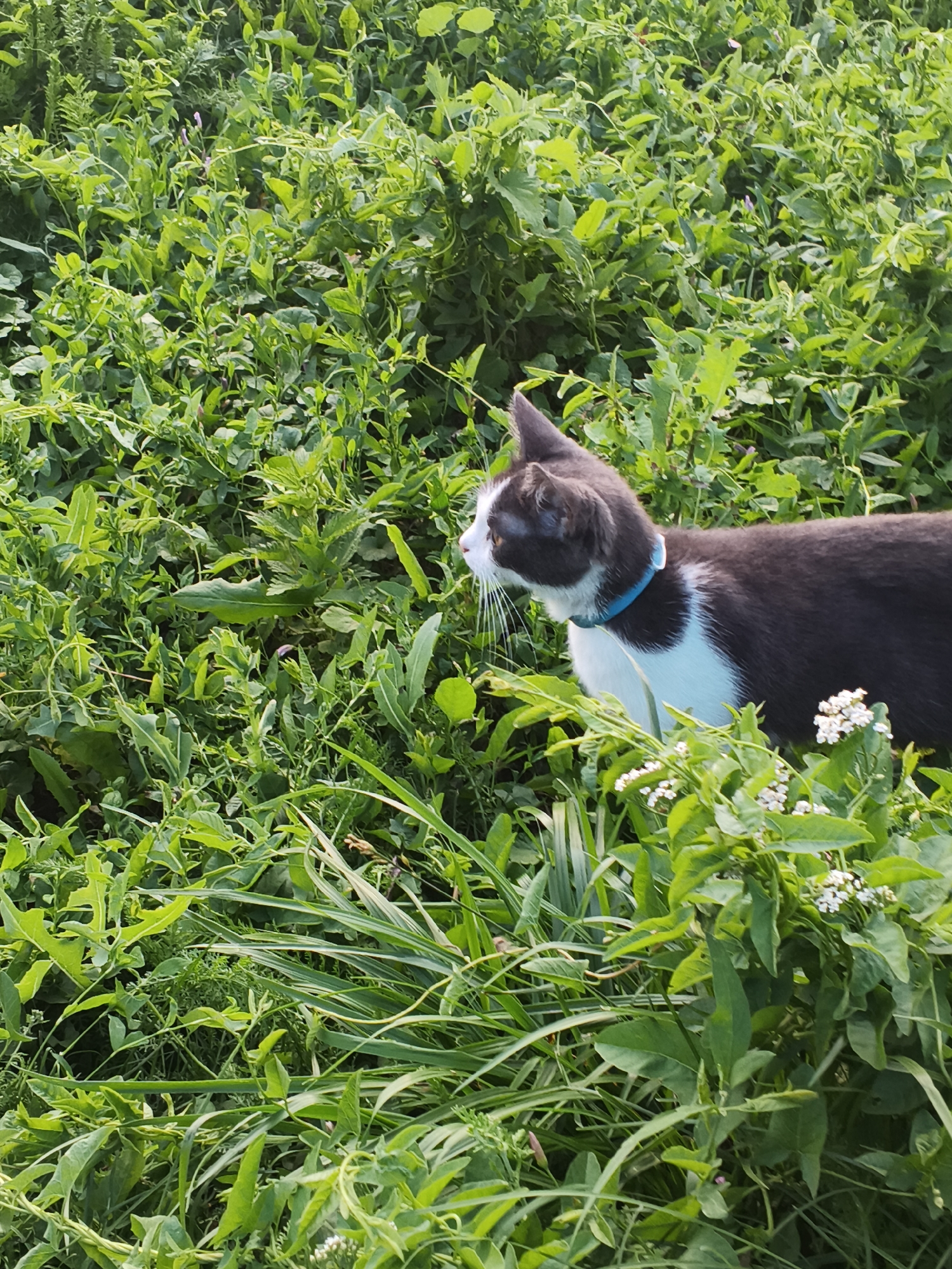 A black and white tuxedo cat with a blue collar is looking to the left in tall, green grass and foliage, possibly in a field or unkempt yard in Mokshan, Russia. The cat's whiskers are visible and it has white fur on its chest and face. Small white flowers are present among the greenery. The scene is lit by natural daylight, casting shadows.