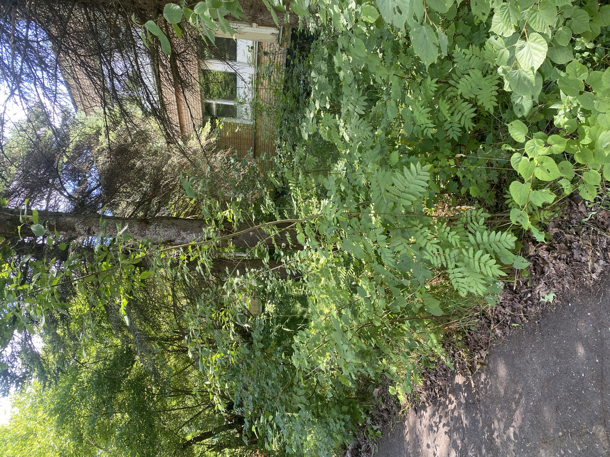The image depicts an overgrown area adjacent to a dirt path, with a brick building partially visible through dense foliage in the background. The building appears to be a residential structure, characterized by brickwork and windows with white frames. The surrounding vegetation is lush and untamed, consisting of various types of trees and shrubs. Sunlight filters through the leaves, creating dappled shadows on the path and the undergrowth. The scene suggests a neglected or abandoned property, likely located in a suburban or rural setting. The location is identified as Shelkovo, Russia. There are no people or animals visible in the image, and no discernible actions or interactions are taking place. The environment is natural and somewhat wild, with a clear focus on the interplay between the man-made structure and the encroaching plant life.