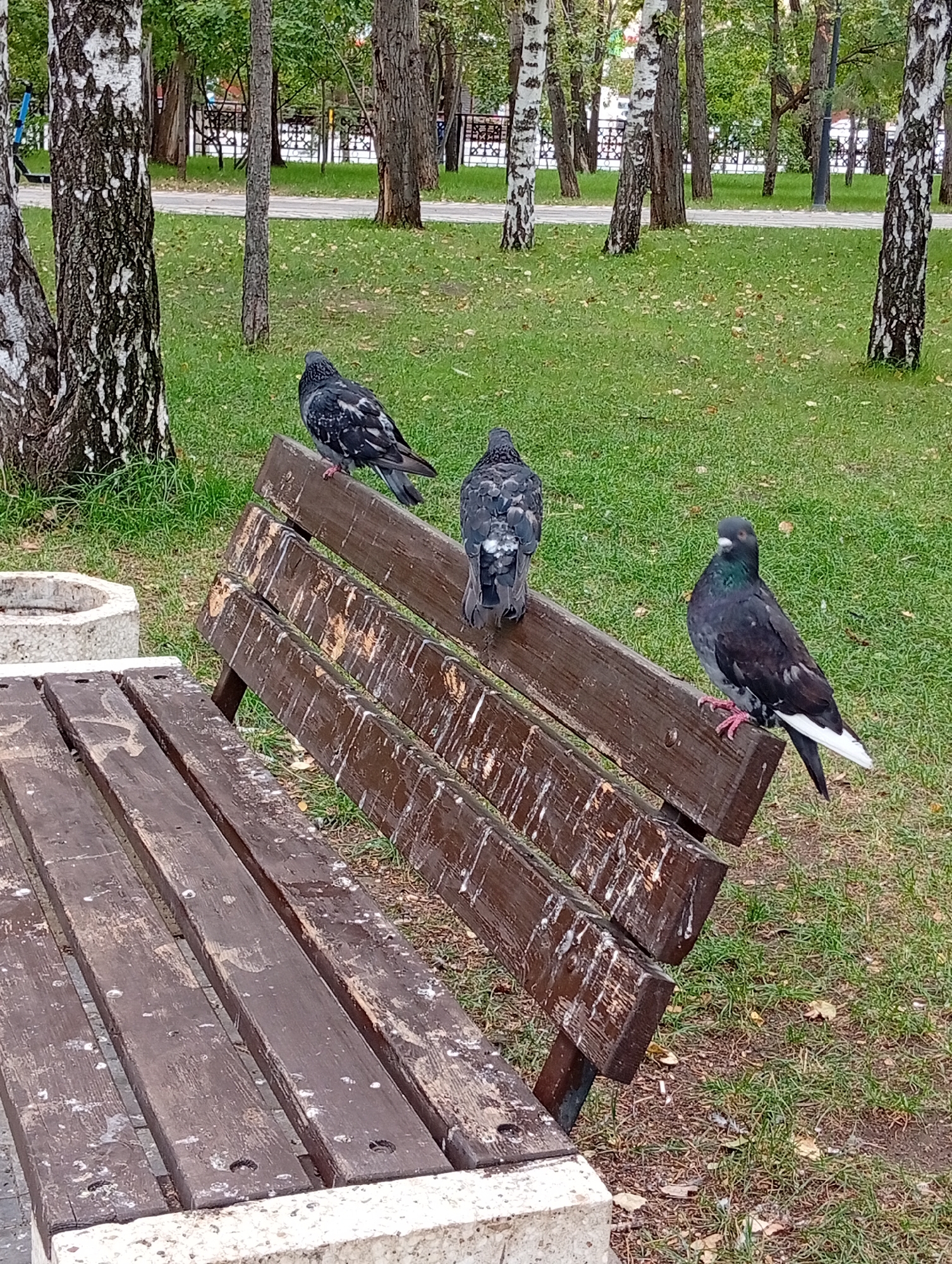 Three pigeons are perched on a weathered wooden park bench. The bench is stained dark brown and shows significant signs of wear, with white streaks and smudges that appear to be bird droppings. The bench is situated on a grassy area with fallen leaves. In the background, a paved path is visible, bordered by a decorative metal fence and several trees. The overall environment suggests a park setting within the city of Kostanay, Kazakhstan.