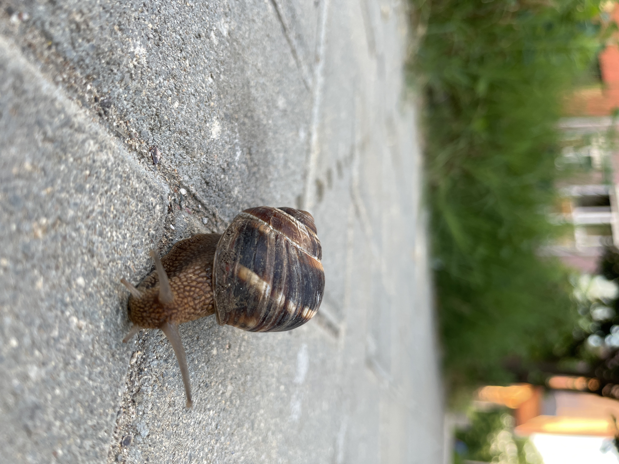 A snail with a brown, spiral shell is slowly moving across a paved walkway in Nesebar, Bulgaria. The walkway is made of light gray interlocking pavers. In the background, out of focus, is a strip of green grass and some buildings with orange and white facades. The lighting suggests it is daytime. The image is a close-up shot, focusing on the snail and the immediate paving stones.