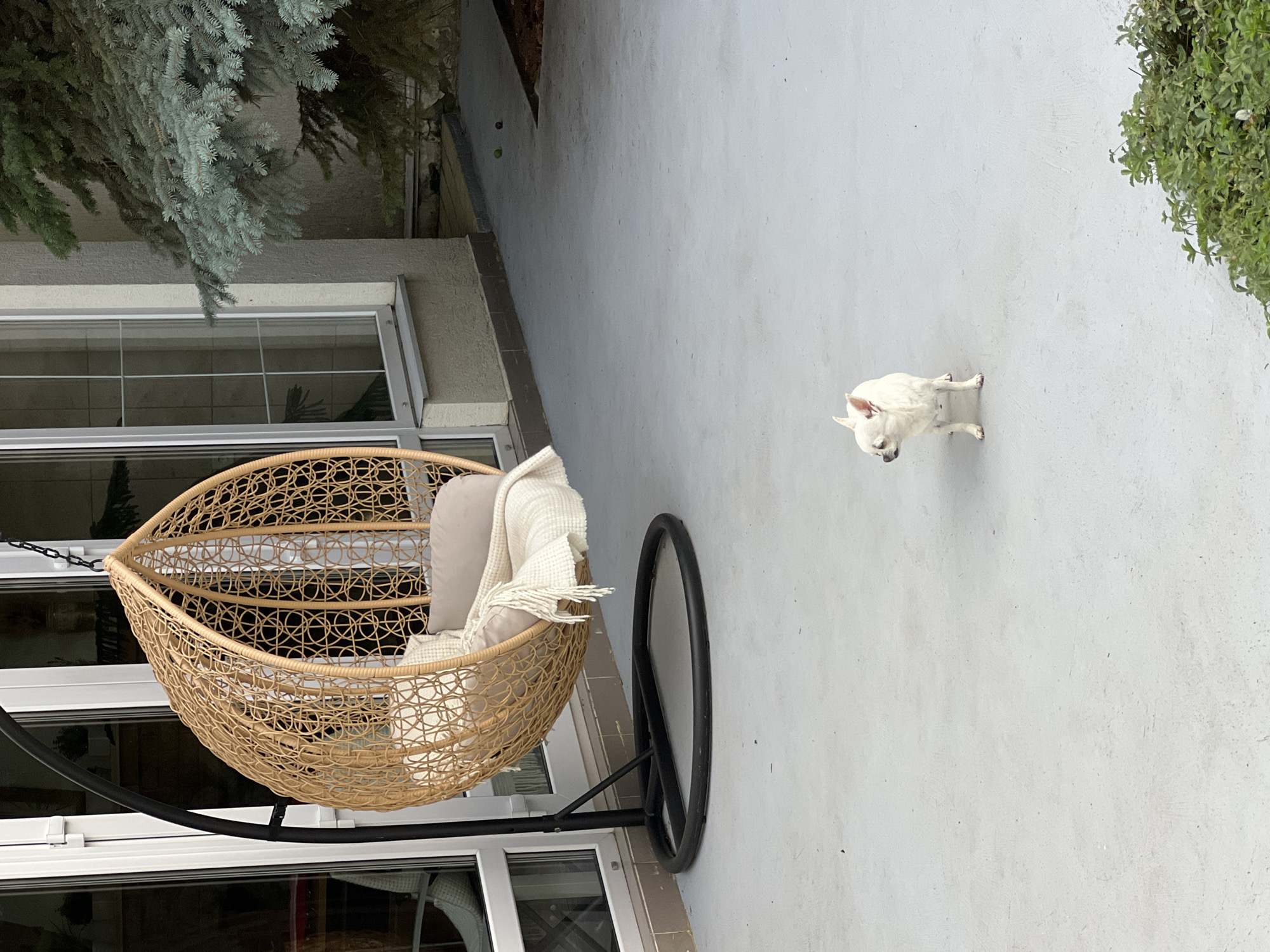 In an outdoor patio area in Fontanka, Ukraine, a small white Chihuahua stands on a light gray concrete surface. To the left, a tan wicker hanging chair with a black metal stand is visible. The chair contains a light-colored cushion and a white textured blanket with fringe. A large conifer tree with bluish-green needles is to the right, partially obscuring a building with white window frames and a gray exterior wall. The ground also shows a few small green and brown objects, possibly fallen fruit or nuts. The scene appears to be a residential or common outdoor space.