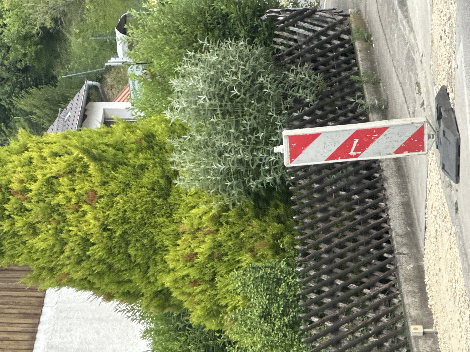In an outdoor, daytime scene in an unspecified city, a temporary traffic barrier is positioned in front of a dark wooden lattice fence. The barrier, a white rectangular pole with alternating red and white diagonal stripes and a red "L" symbol, stands on a black plastic base. Behind the fence, lush green foliage dominates, including a large, cone-shaped evergreen tree with some reddish-brown accents, and several bushes of varying shades of green and silvery-green. In the background, a portion of a white building with a grey tiled roof and a downspout is visible, suggesting a residential or commercial area. The ground in the foreground consists of a paved surface and a scattering of light-colored gravel.