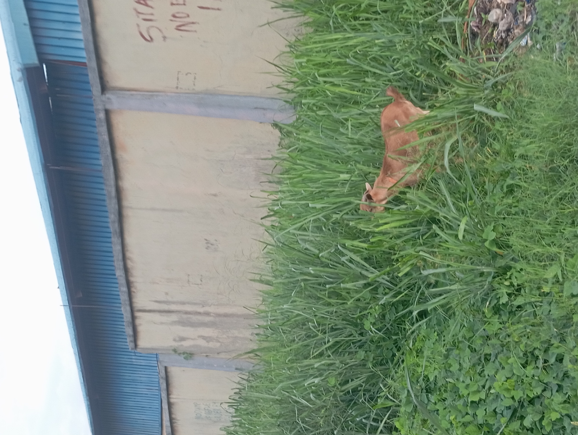 A medium-angle shot taken in Nkpor, Nigeria, shows a brown goat partially obscured by tall, green grass. The grass grows along the base of a light-colored wall, which has faded writing on it. Above the wall is a corrugated metal roof painted blue. A small pile of debris is visible among the grass near the upper right corner of the image. The ground is covered in lush greenery.