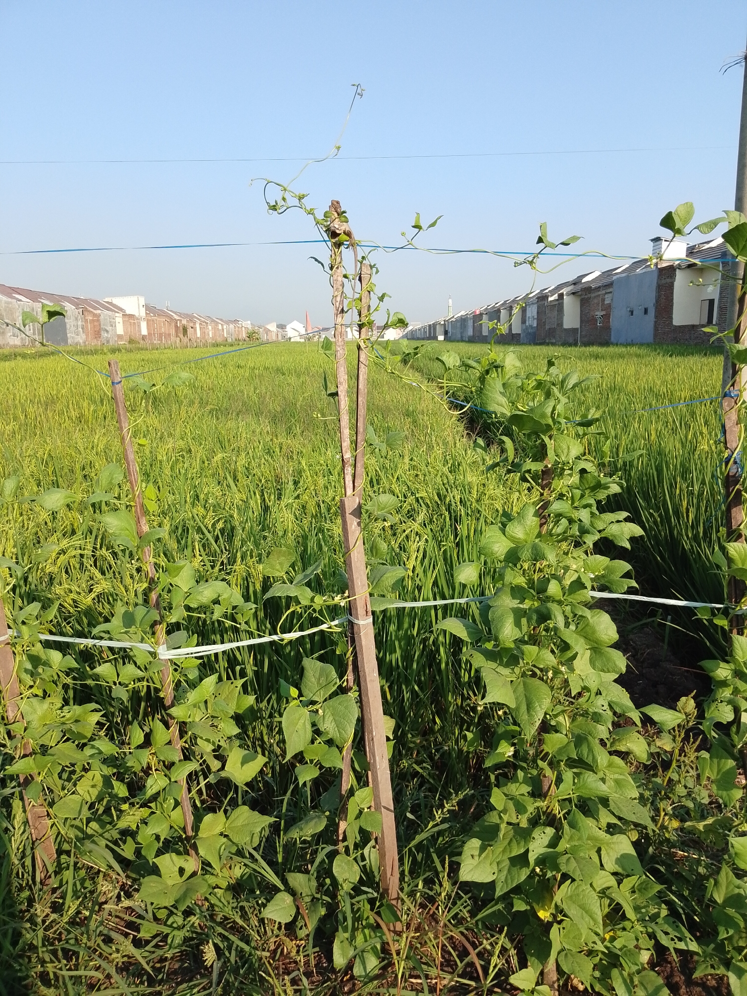 The image depicts a clear, sunny day in a rural or semi-rural area of Pasuruan, Indonesia, likely a farming village bordering a residential development. In the foreground, a close-up view of a bean plant is visible, with its vines climbing up a wooden stake and supported by a white string. The plant has lush green leaves, some of which show signs of insect damage. The plant is growing amidst other greenery and grasses.
Behind the bean plant, a vast field of golden-yellow rice paddies stretches into the distance, indicating the rice is nearing harvest. The rice plants are densely packed and sway gently, creating a textured green carpet.
In the background, a row of houses with white and gray facades and terracotta roofs lines the edge of the rice fields. These houses appear to be part of a modern housing development, suggesting a transition from agricultural land to urban expansion. The sky above is a clear, pale blue, devoid of clouds. The overall scene conveys a sense of agricultural activity and encroaching development in the Indonesian landscape. There are no people or animals visible in the image.