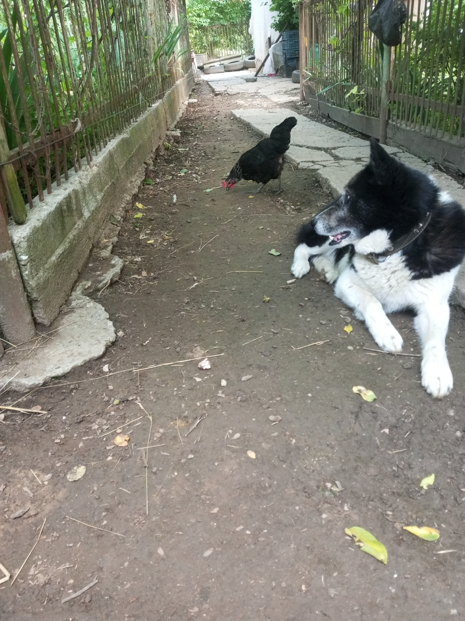 In the village of Ароматновское сельское поселение, Ukraine, a black hen with red wattles stands on a dirt path bordered by a concrete structure and a metal fence. Further down the path, a black and white dog, possibly a husky mix, is lying down. The environment appears to be a rural yard with some debris scattered on the ground, including dry leaves and twigs. The scene depicts a common, everyday moment in a rural Ukrainian setting.