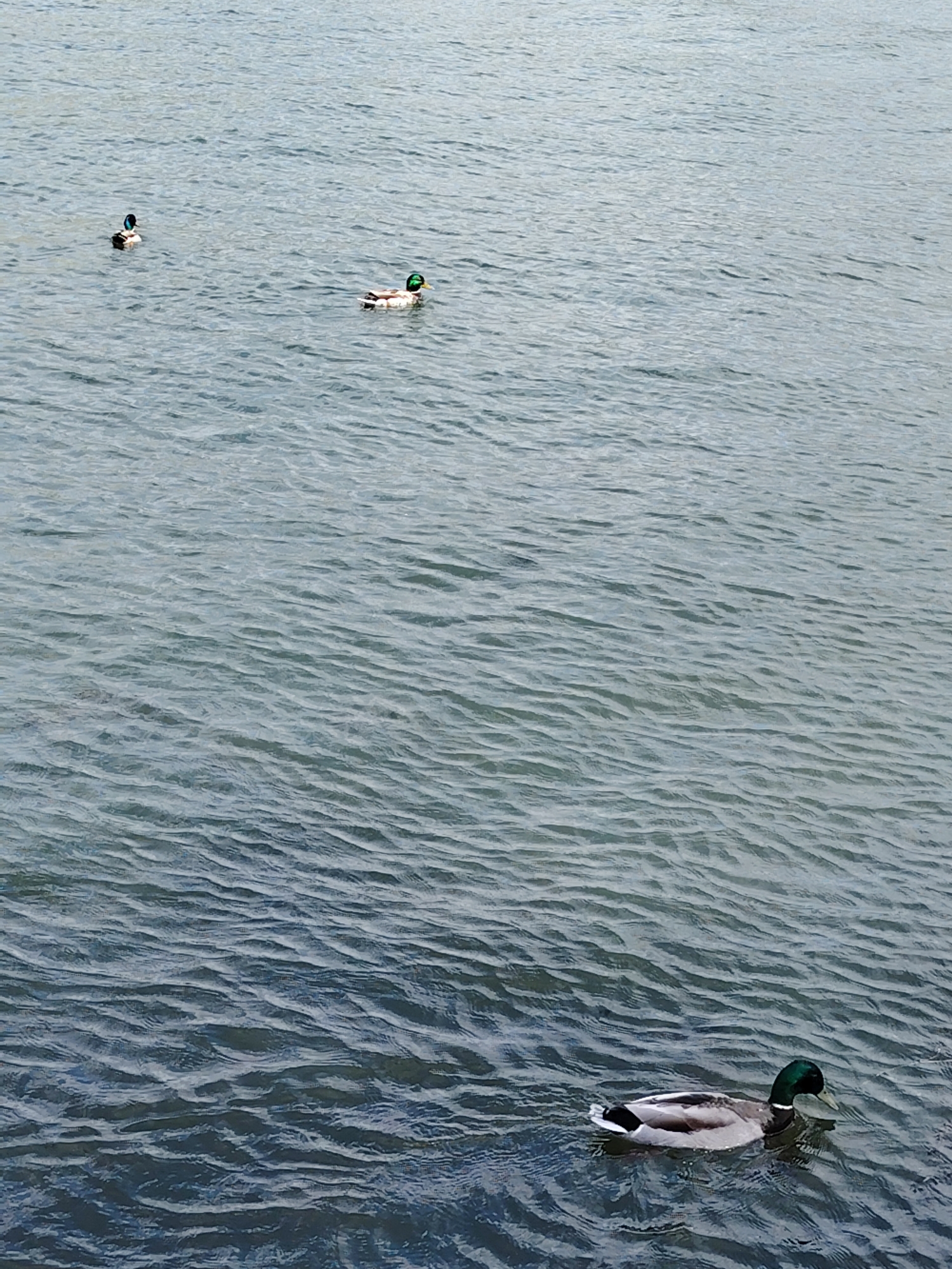 A serene, vertical shot captures three male mallard ducks (drakes) swimming on a rippled body of water, likely a river or lake in Minsk, Belarus. The water dominates the frame, showcasing varied shades of blue and gray, indicating depth and movement from gentle currents or a light breeze.
The closest duck in the lower foreground is clearly visible, featuring a distinctive iridescent green head, a white neck ring, chestnut-brown chest, and gray-and-white body plumage. Its gaze is directed slightly to the right. Two more mallards, also drakes with similar coloring, are positioned further back in the upper half of the frame, swimming in the same direction.
The overall lighting suggests an overcast or cloudy daytime, contributing to the soft, diffused reflections on the water's surface. The scene conveys a sense of tranquility and natural calm. No text or specific landmarks are visible, with the focus entirely on the ducks and the water.