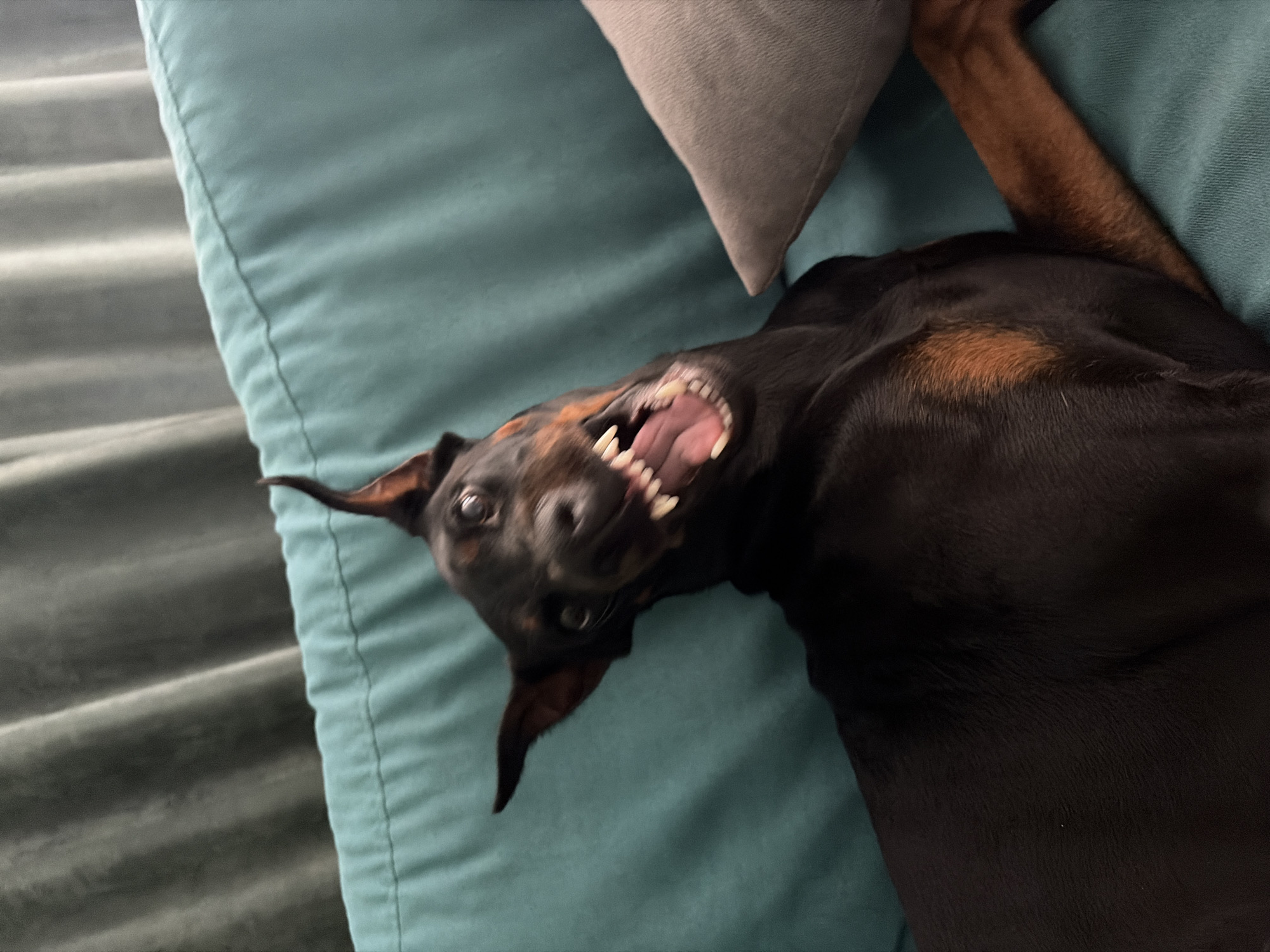 The image shows a Doberman dog lying on its back on a teal-colored couch. The dog's mouth is open, revealing its teeth and tongue in what appears to be a playful or excited expression. Its eyes are wide open, and its ears are pointed. The dog's fur is dark brown and black, with some tan markings on its legs and chest.
The couch appears to be made of a soft, textured fabric, possibly velvet. A light gray pillow is visible behind the dog's head. The background consists of a dark, textured surface, possibly another part of the couch or a wall. The lighting is soft and diffused, suggesting it may be indoors during the daytime. There is no visible text in the image. The overall scene conveys a sense of casual, indoor comfort and a moment of playful interaction with a pet. The location is noted as Sofia, Bulgaria, but this context does not offer specific visual cues within the image itself.
