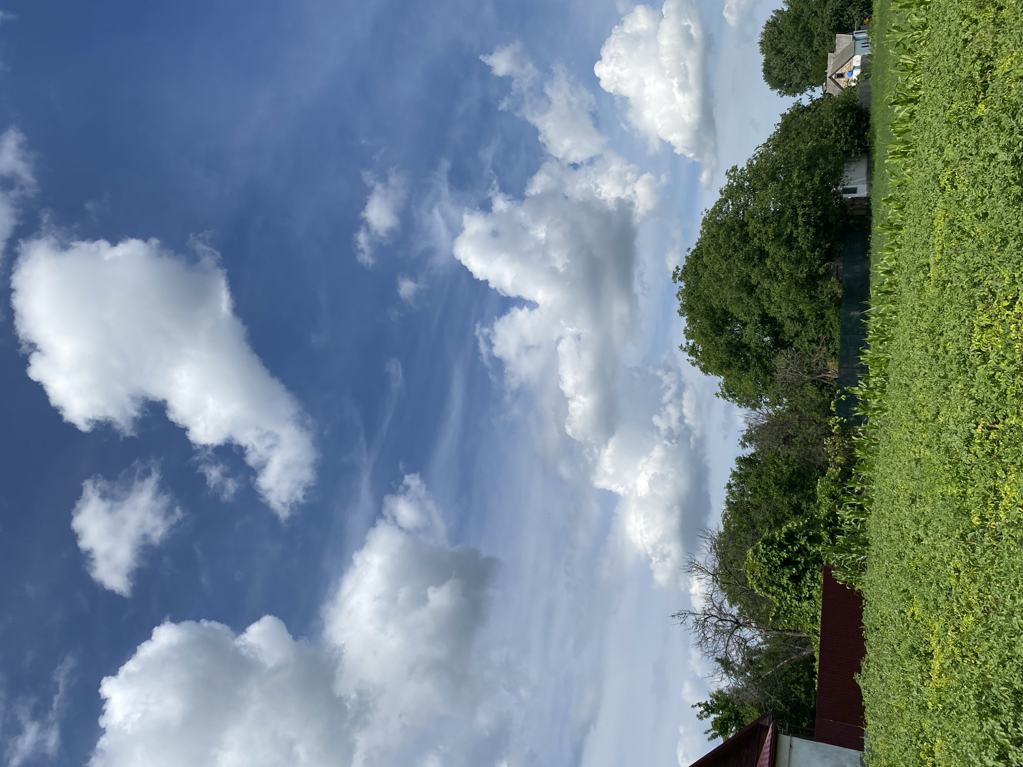 The image depicts a rural landscape under a bright blue sky dotted with fluffy white clouds. In the foreground, a lush green field of crops stretches across the frame, suggesting a cultivation area. Behind the field, a dense line of trees forms a natural barrier, interspersed with parts of houses and fences. On the left side, a portion of a white building with a reddish-brown roof is visible, adjacent to a dark red fence. Further back, more houses with light-colored walls and roofs can be seen nestled among the trees, some with visible windows. The overall scene is characteristic of a countryside setting, possibly in the city of Vasylky, Ukraine, given the context. No people or animals are present in the image.