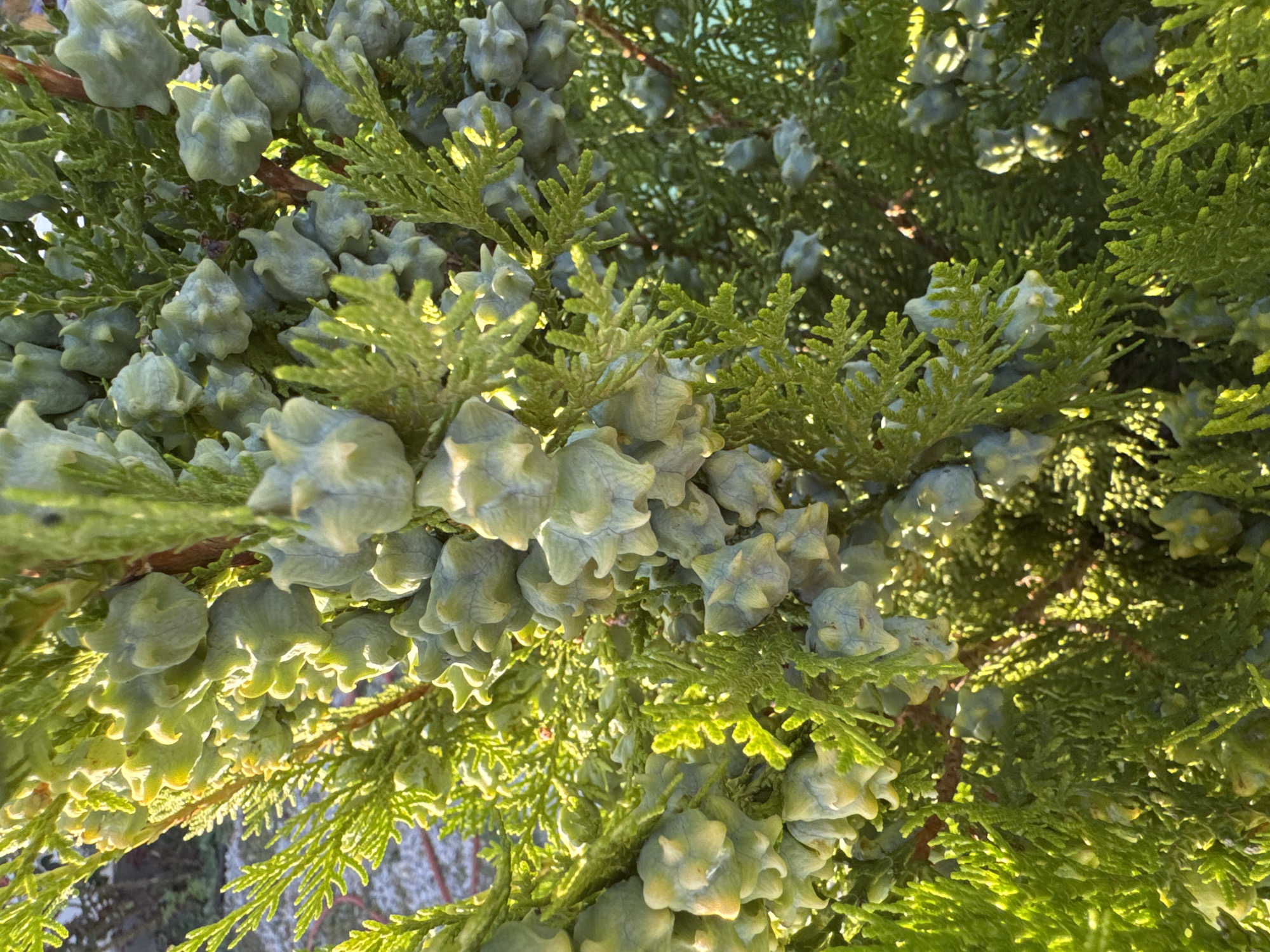 The image shows a close-up, sunlit view of a coniferous tree in the city of Uyutnoye, Ukraine. The tree is laden with small, light green, cone-like seed structures, clustered densely along its branches. The foliage is feathery and a vibrant green, with some of the needles and cones highlighted by bright sunlight, creating a dappled effect. The background is softly blurred, suggesting a natural outdoor setting, possibly a garden or park, with hints of other vegetation and ground cover visible. There are no people or animals in the frame, and the focus is entirely on the details of the tree and its reproductive structures.