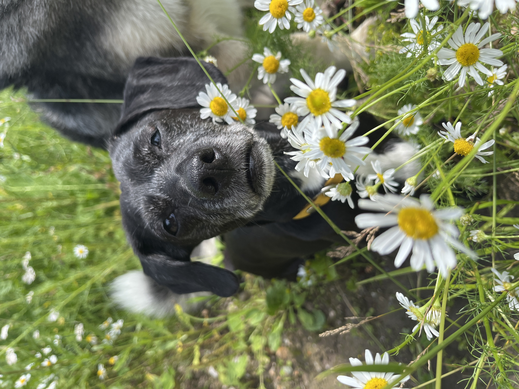 An elderly black dog with grey muzzle fur and soulful eyes looks directly at the camera. The dog is partially obscured by a cluster of white daisies with yellow centers, which are in bloom. The dog is wearing a yellow collar. Behind the black dog, a portion of a larger dog, likely a husky or similar breed with grey and white fur, is visible. The dogs are in a grassy area with more daisies and other green foliage, suggesting an outdoor environment, possibly a park or garden. The lighting indicates it is daytime, with the sun illuminating the scene. There is no indication of the specific location in Nizhny Tagil, Russia, nor any human presence.