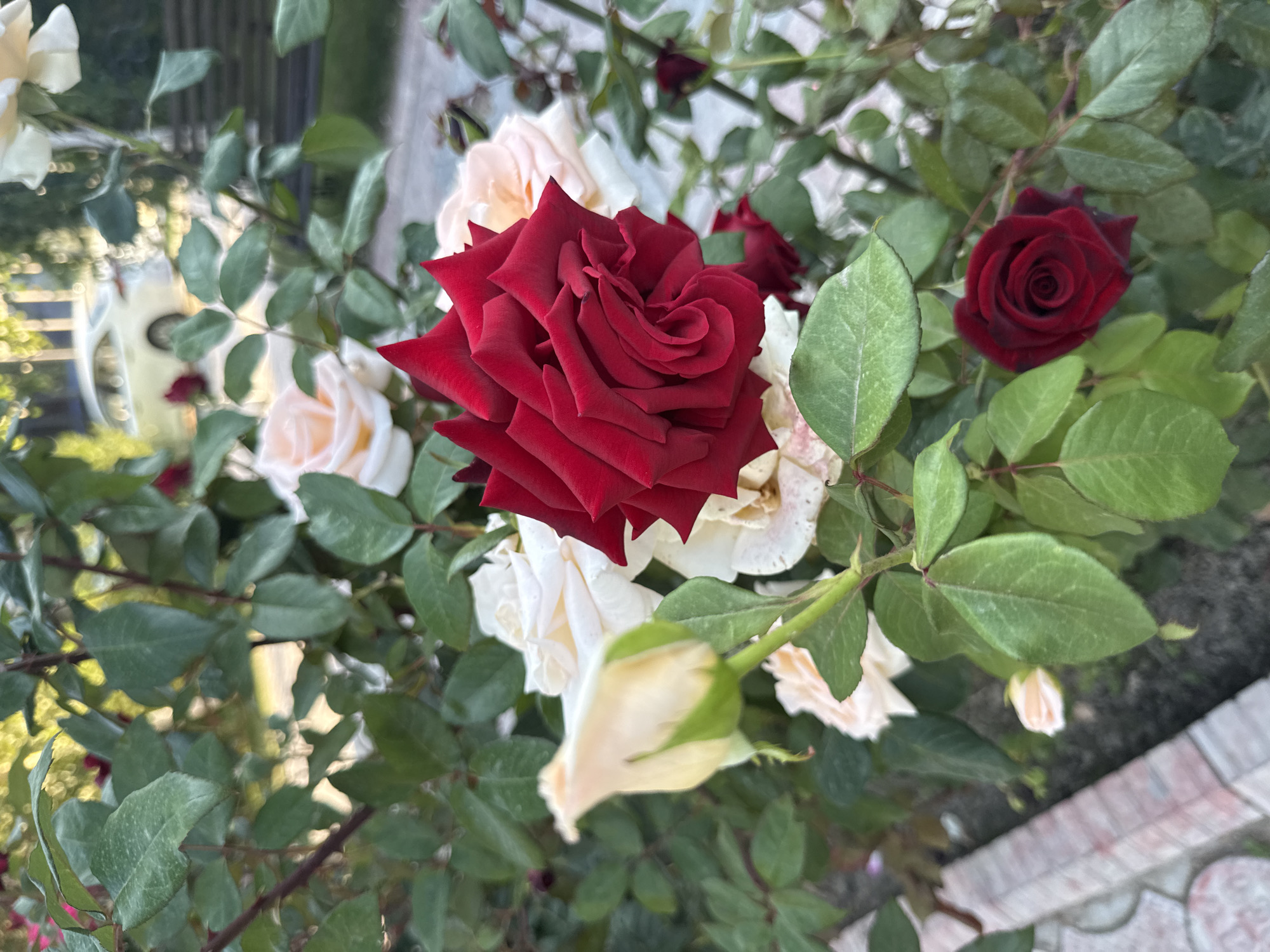 The image shows a close-up of a rose bush with several roses in various stages of bloom. The dominant rose is a vibrant red, with tightly curled petals. Surrounding it are lighter-colored roses, some appearing cream or pale pink, and a few unopened buds. The foliage is a lush green, with visible veins on the leaves. In the background, out of focus, there is a white car, a wooden fence, and greenery, suggesting an outdoor setting within a residential area. The ground in the foreground appears to be paved with interlocking bricks. This scene is located in the city of Sary-Oy, Kyrgyzstan.