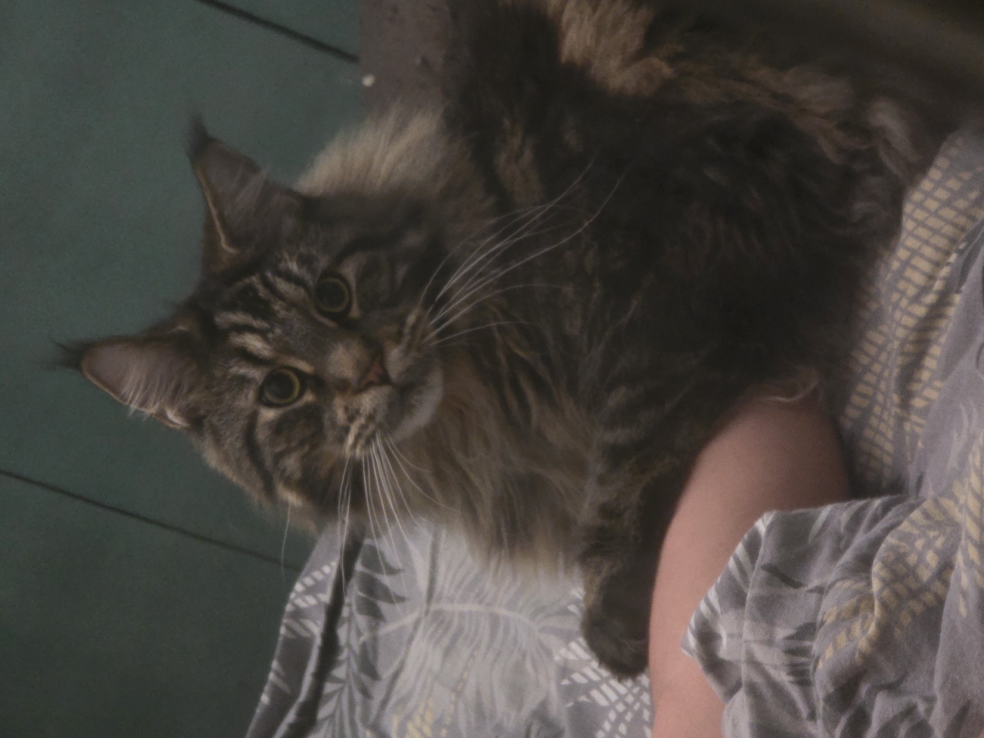 A fluffy, long-haired tabby cat with green eyes is lying on a patterned blanket. The cat's head is tilted and it is looking directly at the camera. Part of a human leg is visible under the cat, also resting on the blanket. The background consists of a dark, textured surface, possibly a wall or furniture. The lighting is dim, suggesting an indoor setting. There is no information or visual evidence to indicate this scene is located in the city of Krasnoyarsk, Russia.