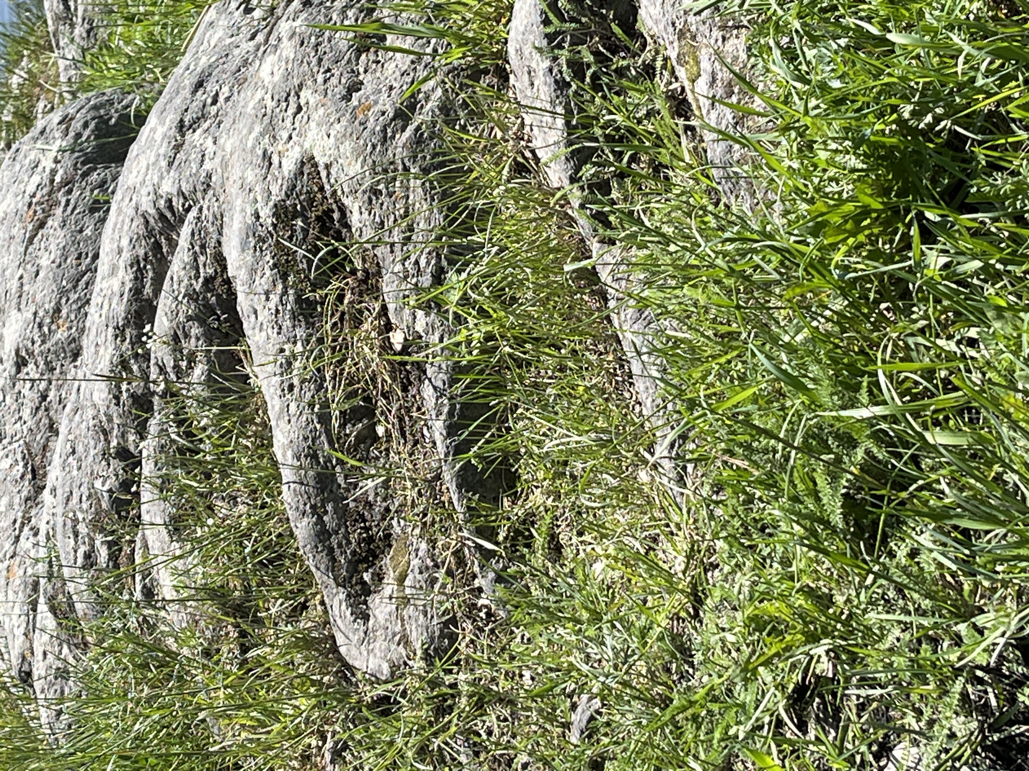 This media file captures a close-up, slightly tilted view of weathered grey rocks interspersed with vibrant green grass and other small plants, set in a natural outdoor environment. The rocks display a rough, textured surface with distinct, somewhat rounded or ribbed formations, suggesting natural erosion or geological layering. Darker patches are visible on parts of the rock, possibly moss or damp areas.
The grass is a prominent subject, appearing lush and green, growing densely around and within the crevices of the rocks. Some drier, straw-like plant material is also visible among the green foliage. The lighting indicates a bright, sunny day, with strong highlights on the grass and rocks and cast shadows, suggesting direct sunlight from above.
No human activity, animals, or man-made structures are present, emphasizing the natural state of the scene. There is no visible text. The overall impression is one of a serene, natural landscape, likely a rocky hillside or outcrop. Given the location context of Слизнево, Russia, this aligns with a natural, possibly rugged, outdoor setting.