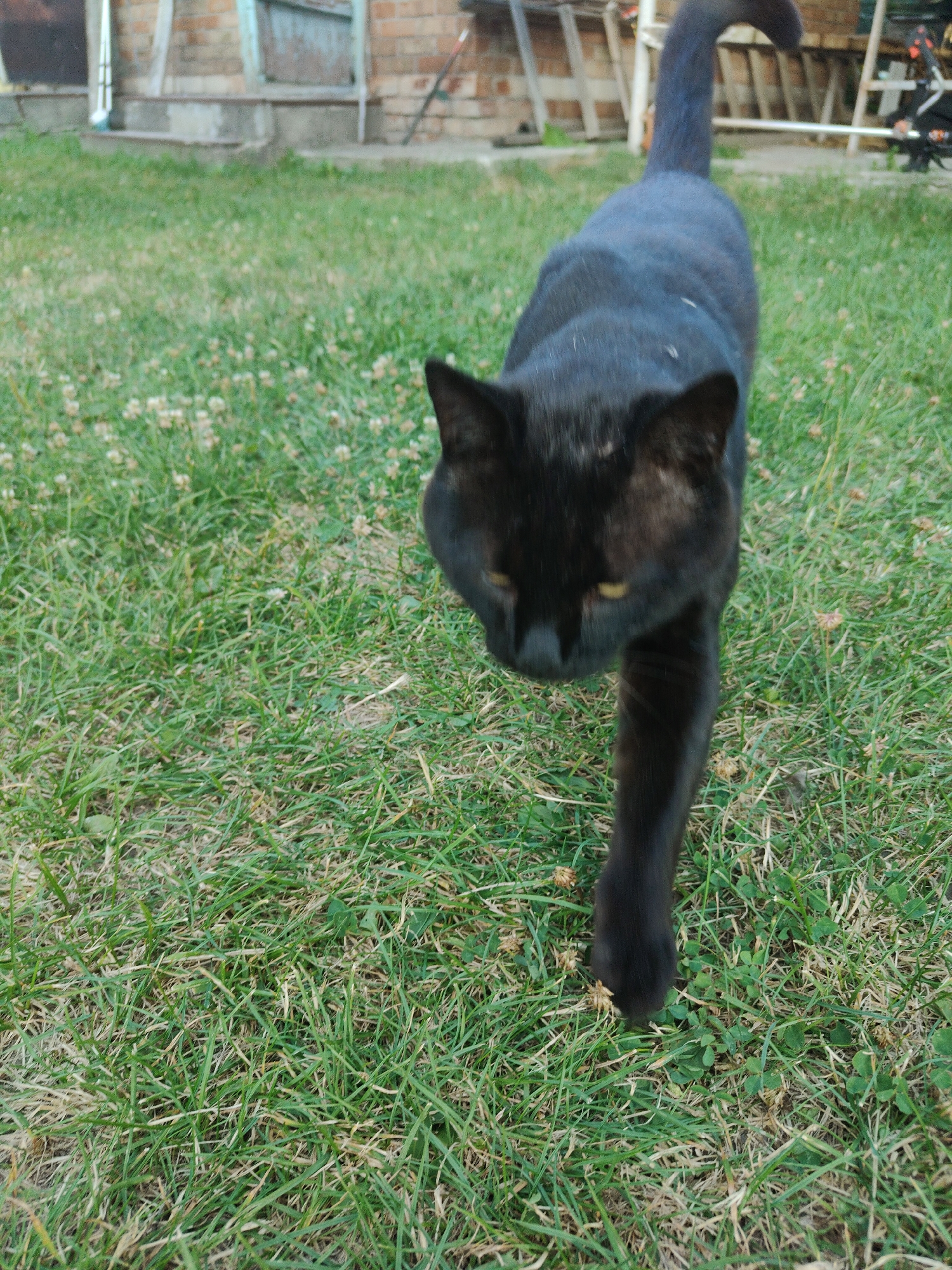 A black cat walks on a grassy lawn in front of a building with brick walls and wooden doors. The cat is in the foreground, facing the camera, with its tail curved upwards. The background is out of focus, but appears to be a residential area. The lighting suggests it is daytime.