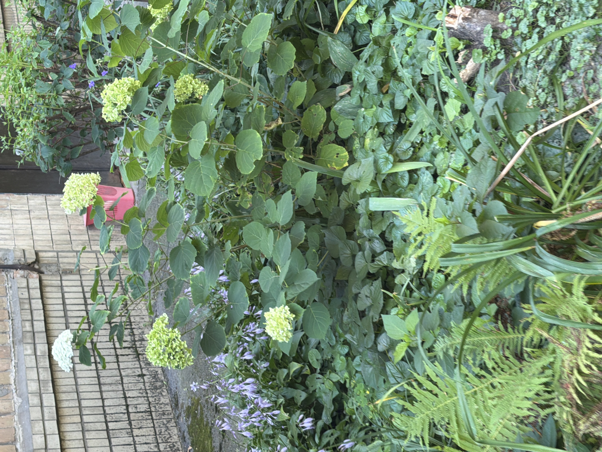 This image depicts an outdoor scene featuring lush greenery and flowering plants. In the foreground, there are ferns and other leafy plants. In the mid-ground, there are several hydrangea bushes with large green and white flower heads. A pink plastic waste bin is visible to the left of the hydrangeas. In the background, there is a brick wall and a dark doorway. The environment appears to be a garden or yard. The scene is static, with no people or animals present. There are no identifying features to confirm the location as Kyiv, Ukraine.