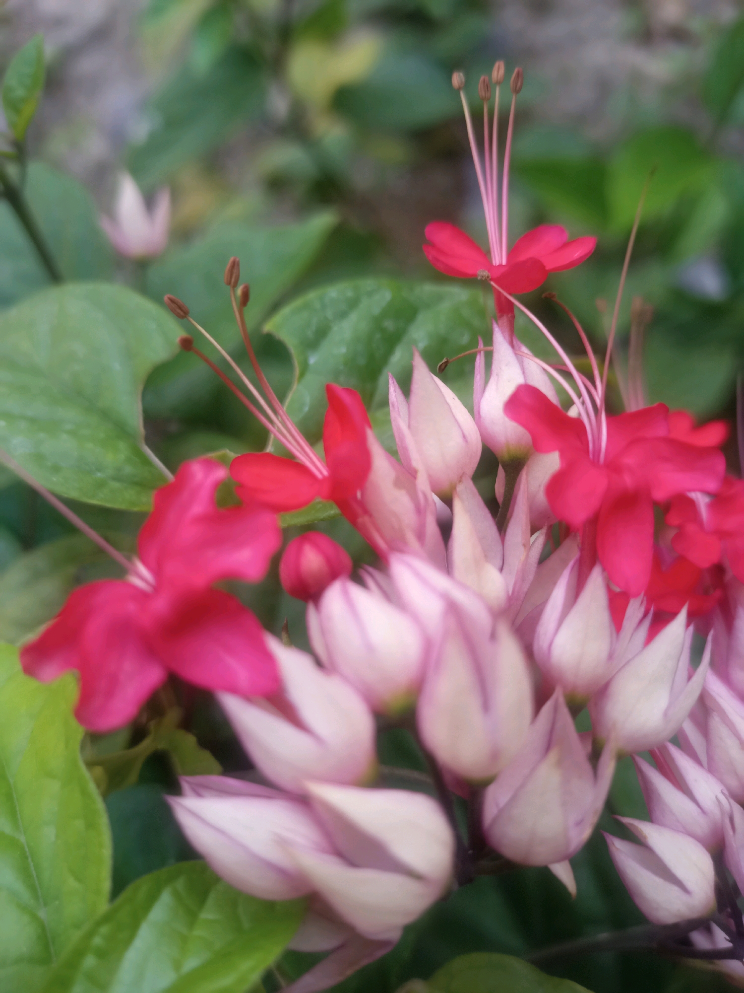 A close-up, macro photograph showcases a cluster of vibrant flowers with delicate petals and prominent stamens. The foreground is dominated by clusters of pale pink, tear-drop shaped buds, some of which are beginning to unfurl, revealing delicate white interiors. Interspersed among these are bright fuchsia-pink blossoms with a distinctive star-like shape, their long, thread-like stamens extending outwards. The background is softly blurred, featuring lush green leaves and hints of a light-colored, textured surface, possibly stone or concrete, suggesting an outdoor garden setting in Karangtalun, Indonesia. The lighting is soft, creating a gentle diffusion that emphasizes the textures and colors of the flowers. No people or animals are visible in the image.