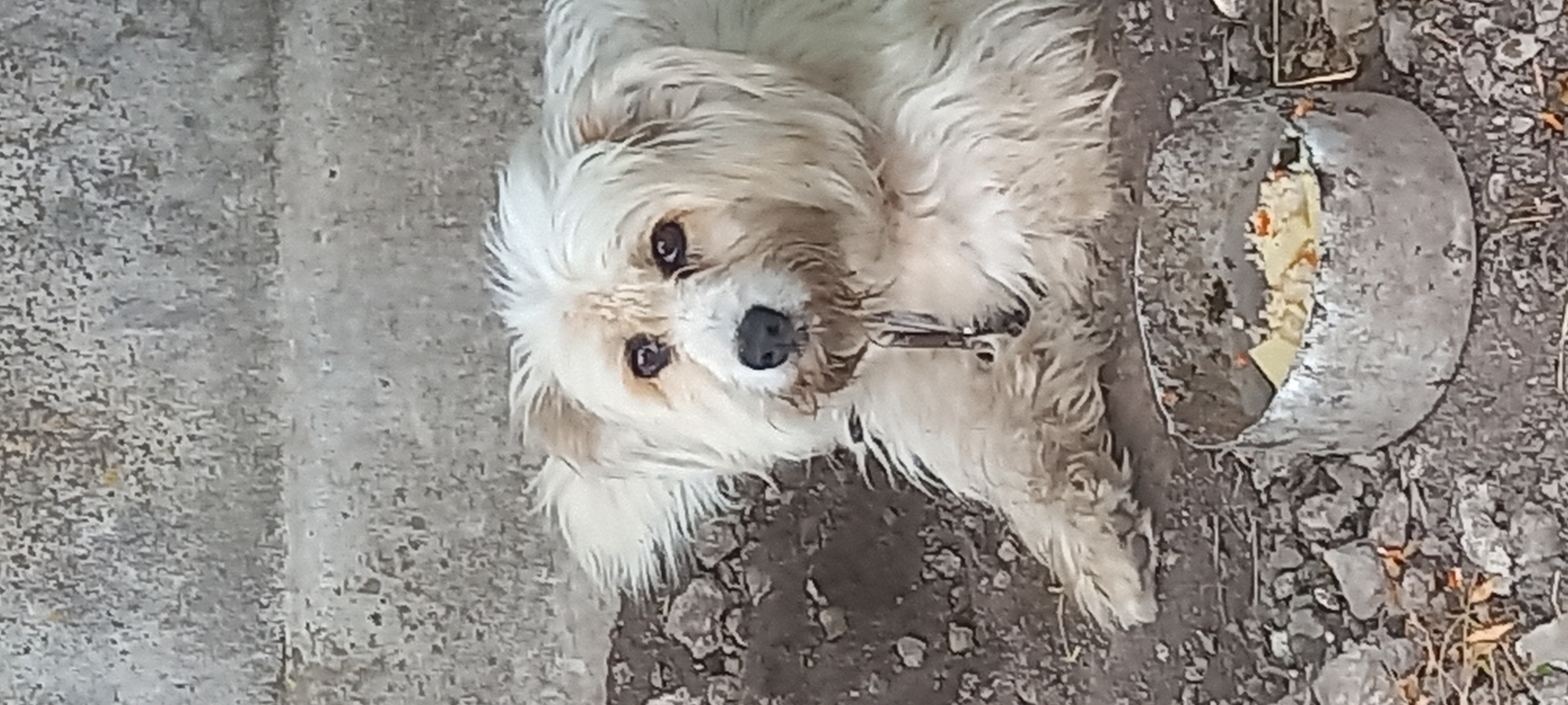 An unkempt, light-colored, medium-sized dog with shaggy fur and dark eyes lies on a patch of dirt and gravel. The dog is wearing a metal collar with a chain. In front of the dog is a dented, metal food bowl containing what appears to be rice and some other food items. The background consists of a rough, textured concrete surface, possibly a wall or steps. The scene is set outdoors on the ground, with debris and dry leaves scattered around the food bowl and the dog. The overall impression is one of neglect. The location is the city of Kryvyi Rih, Ukraine.