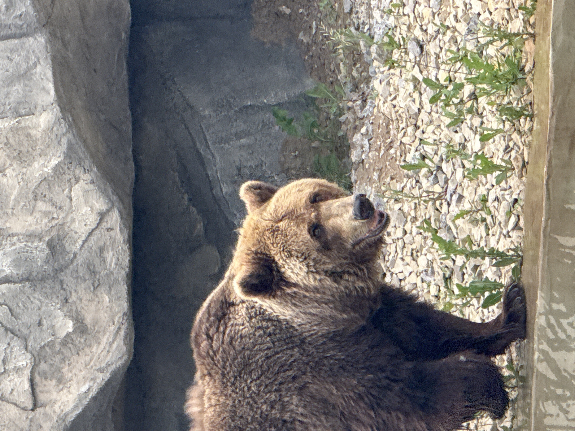 A brown bear is shown in profile, facing right, in an outdoor enclosure. The bear has shaggy brown fur and a dark snout. Its mouth is slightly open, revealing its teeth. The ground is covered in small rocks and sparse green vegetation. Behind the bear, a large, rocky overhang forms a dark cave-like opening. The rock above is a lighter, rough-textured grey. In the foreground, a wet, concrete-like surface is visible, suggesting the bear is near a water feature or a feeding area. The image appears to have been taken at a zoo or wildlife park, possibly the Perm State Zoological Park in Perm, Russia, which is known for its bear enclosures and rocky habitats.