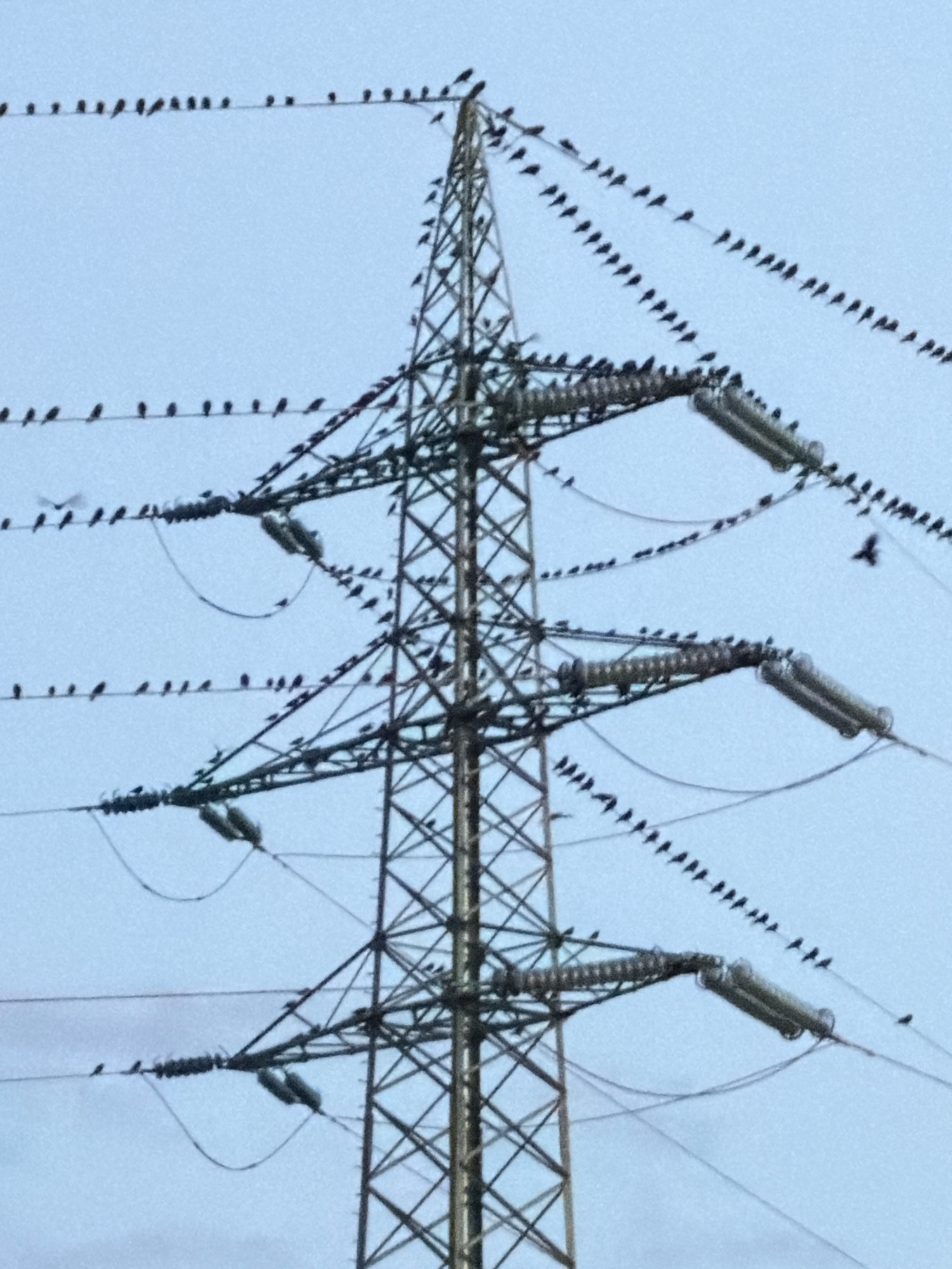 A power line tower is covered with numerous small black birds perched on its wires, with one bird in flight in the upper right quadrant of the image. The sky is a uniform pale blue, indicating an overcast or hazy day. The power lines extend horizontally across the frame, supported by the metal lattice structure of the tower. The birds are densely packed on some of the wires, creating a visual pattern along their length. The overall scene depicts a natural phenomenon occurring within an urban or semi-urban setting, suggesting a possible resting or gathering point for the birds. The image was captured in Esch-sur-Alzette, Luxembourg.