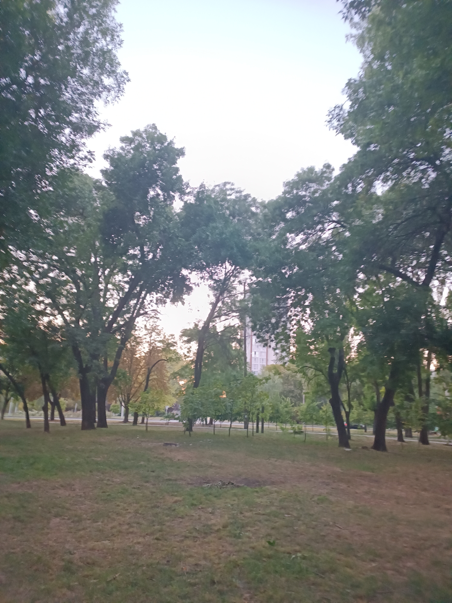 The image depicts a park-like setting with numerous trees of varying sizes and foliage density. The ground is covered in grass, some of which appears dry and sparse, suggesting a potential lack of recent watering or the season. In the background, a modern, light-colored building, likely an apartment complex, is partially visible through the trees. The sky is overcast or hazy, with a pale, washed-out appearance, indicating either early morning, late afternoon, or an overcast day. The overall scene suggests a quiet, urban green space. The image is a photograph taken in the city of Zaporizhzhia, Ukraine.