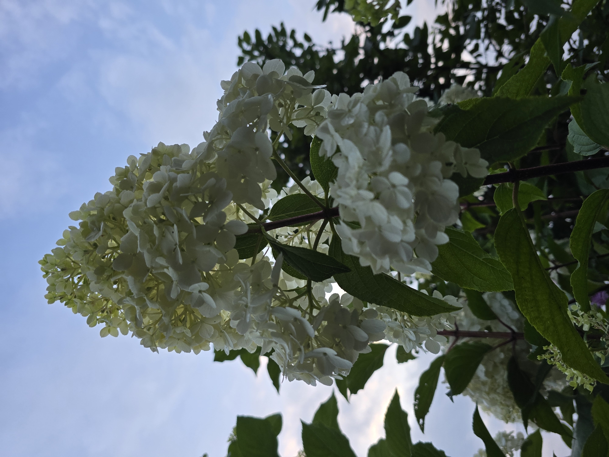 The image shows a close-up, low-angle view of a white hydrangea bloom against a twilight sky with scattered clouds. The flower is large and conical, with numerous small, white petals. Green leaves are visible in the foreground and background, framing the bloom. The sky transitions from a pale blue at the top to a softer hue near the horizon, suggesting the end of daylight. The overall scene is natural and serene, depicting a plant in an outdoor setting. The location is specified as Ермолаево, Russia. There are no people or animals present in the image.