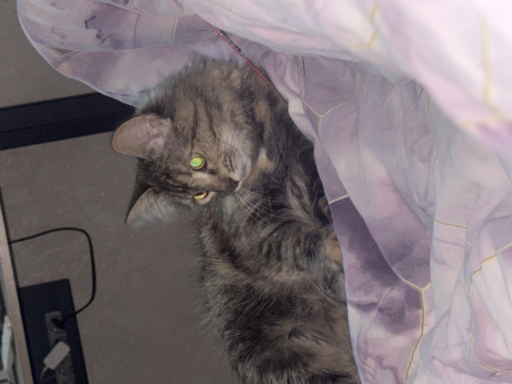 A long-haired tabby cat is lying on a bed covered with a purple and white patterned duvet. The cat is facing left, with its head turned slightly towards the camera. Its eyes are bright green. The background is a plain gray wall, with a black power strip and a white plug visible on the left side. The image appears to be taken indoors, possibly in a bedroom. There is no discernible location in Saratov, Russia.
