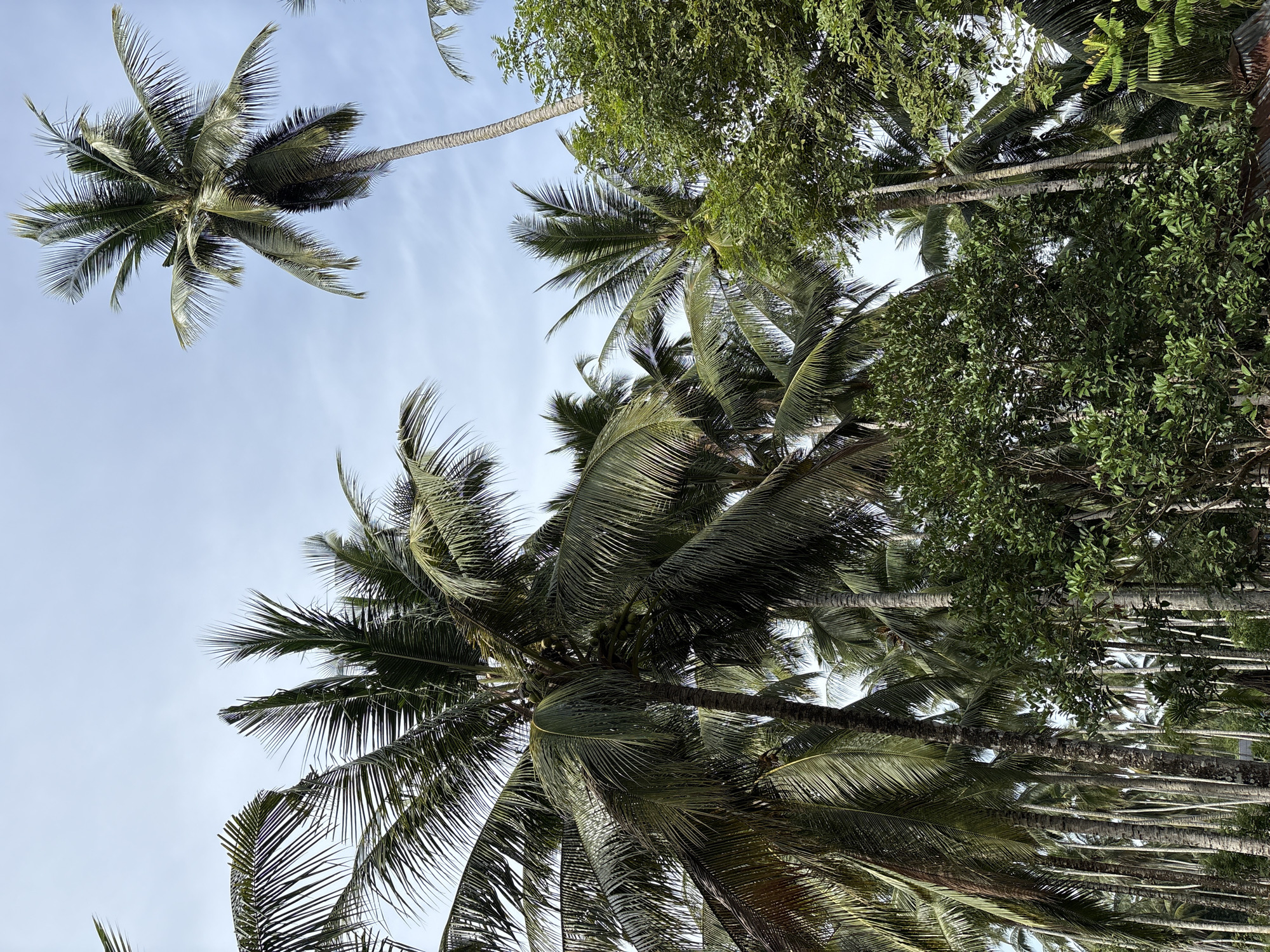 A low-angle, full shot captures a cluster of tall, mature coconut palm trees against a pale blue sky with wispy clouds. The palms are dense, with their fronds creating a canopy overhead, and their trunks are rough and textured. To the right, a section of a dense green tree with a full canopy is visible. The scene appears to be in a tropical environment, likely Beunyot, Indonesia, given the characteristic vegetation. No people or actions are depicted.