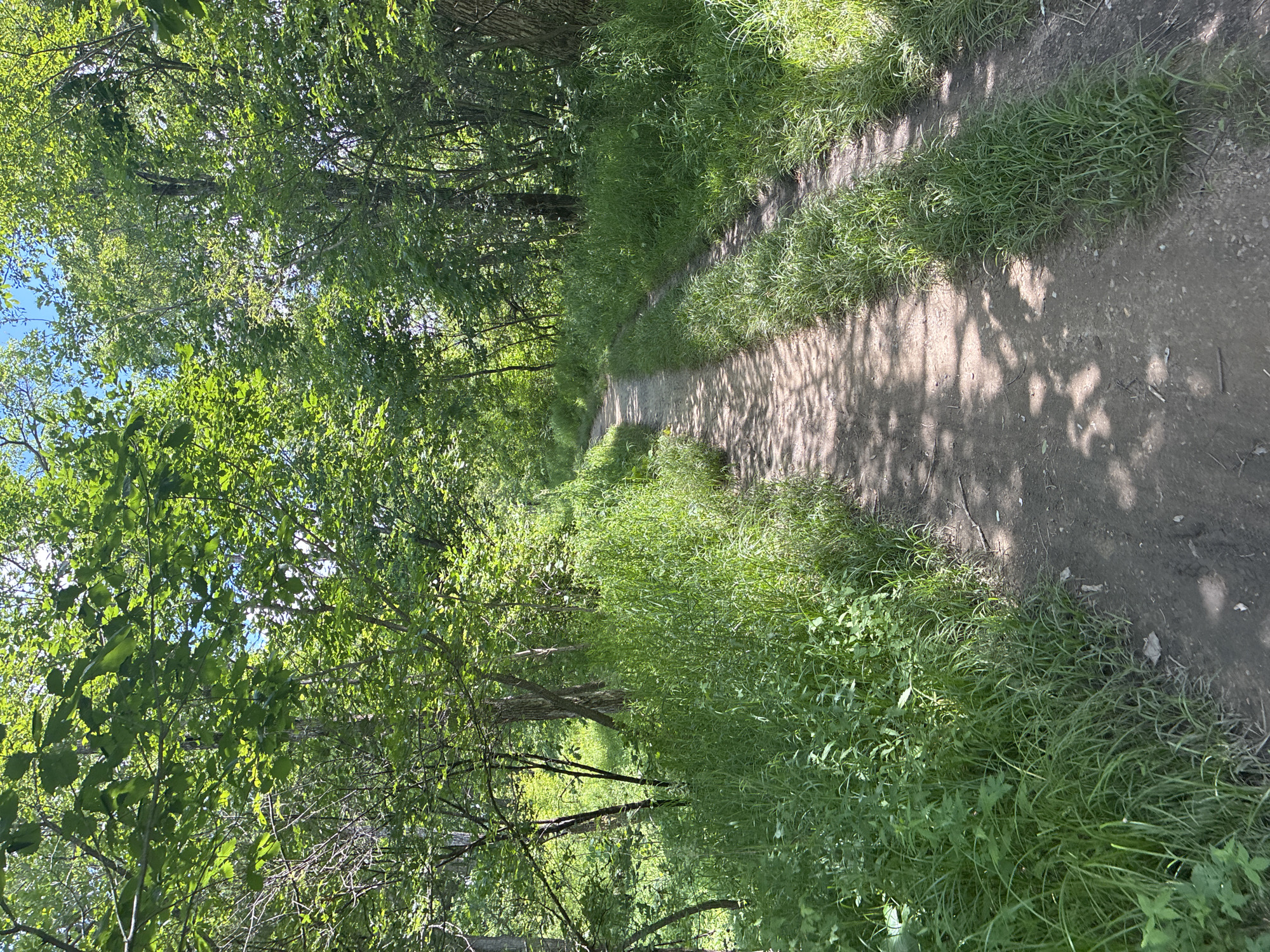 The image shows a dirt path winding through a forest. Tall green grass grows on either side of the path. The trees overhead create a canopy of dappled shade on the path. The sky is visible through the leaves and appears blue. The scene is peaceful and natural. It is not possible to determine the specific location within the city of Gornye Kljuchi, Russia from the image alone.