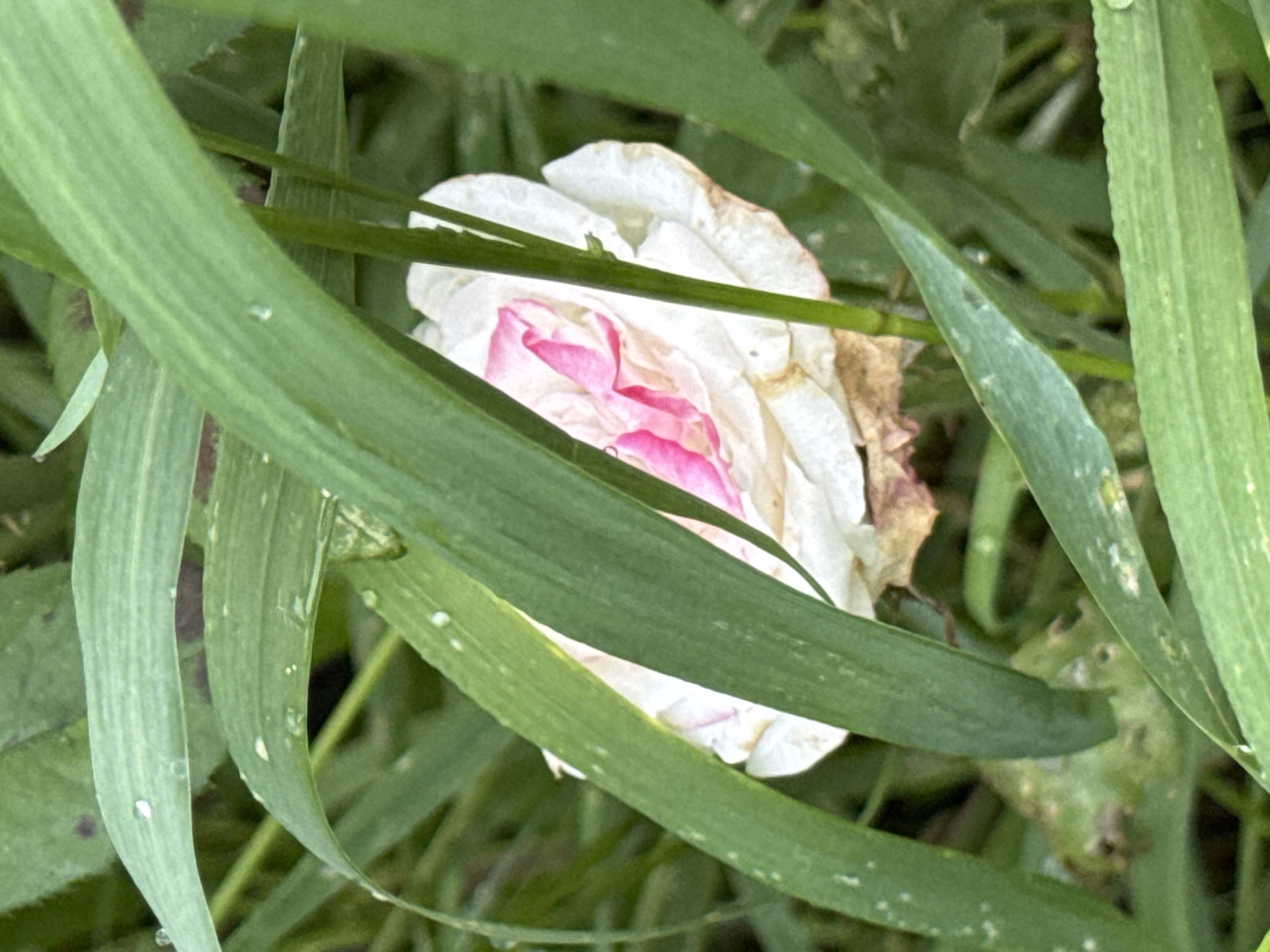 A single white rose with pink accents is partially obscured by tall green grass blades, some of which have water droplets on them. The rose appears to be wilting, with browned edges on its petals. The scene is set outdoors, likely in a natural or garden environment, with a soft focus on the background. No people or animals are present in the image. The location in the city of Krasnoyarsk, Russia, cannot be determined from the visual information provided in the image.