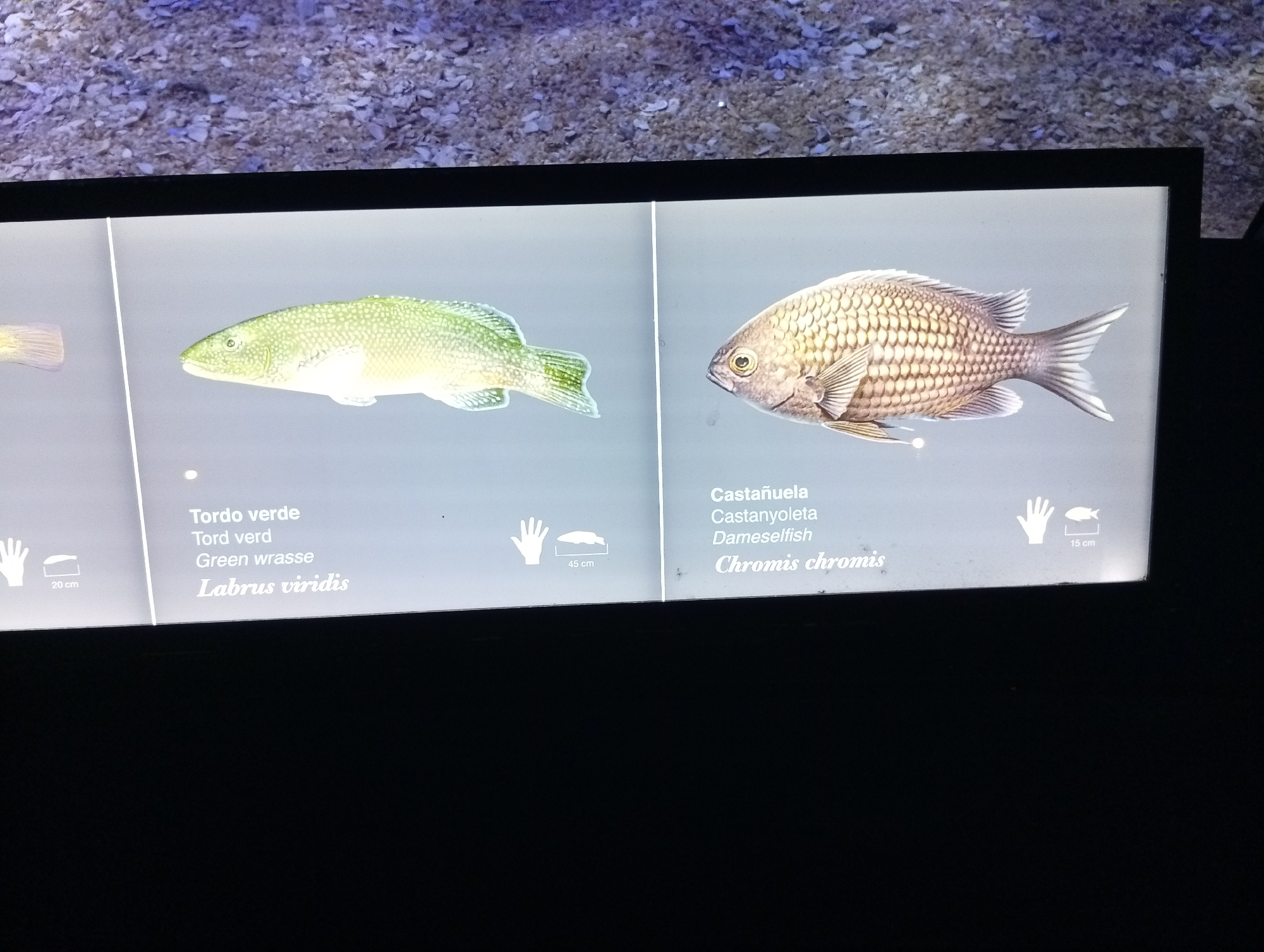 The image shows a digital display with two panels of information about different fish species. The display is illuminated and appears to be part of an aquarium or museum exhibit.
The left panel features an illustration of a green wrasse, identified in Spanish as "Tordo verde" and "Tord verd," with the English translation "Green wrasse" and its scientific name "Labrus viridis." To the left of the illustration is an icon of a hand with a measurement scale indicating "20 cm," suggesting the size of the fish.
The right panel displays an illustration of a damselfish, labeled in Spanish as "Castañuela" and "Castanyoleto," with the English translation "Dameselfish" and its scientific name "Chromis chromis." Adjacent to this illustration is a similar hand icon with a measurement scale indicating "45 cm," indicating the size of this fish.
The background of the display shows a textured surface, possibly representing a natural environment like gravel or sand. The overall presentation is clean and informative, typical of an educational exhibit. Based on the presence of Spanish text, the location is likely in Spain, and considering the prompt's mention of València, it is plausible this exhibit is located there.