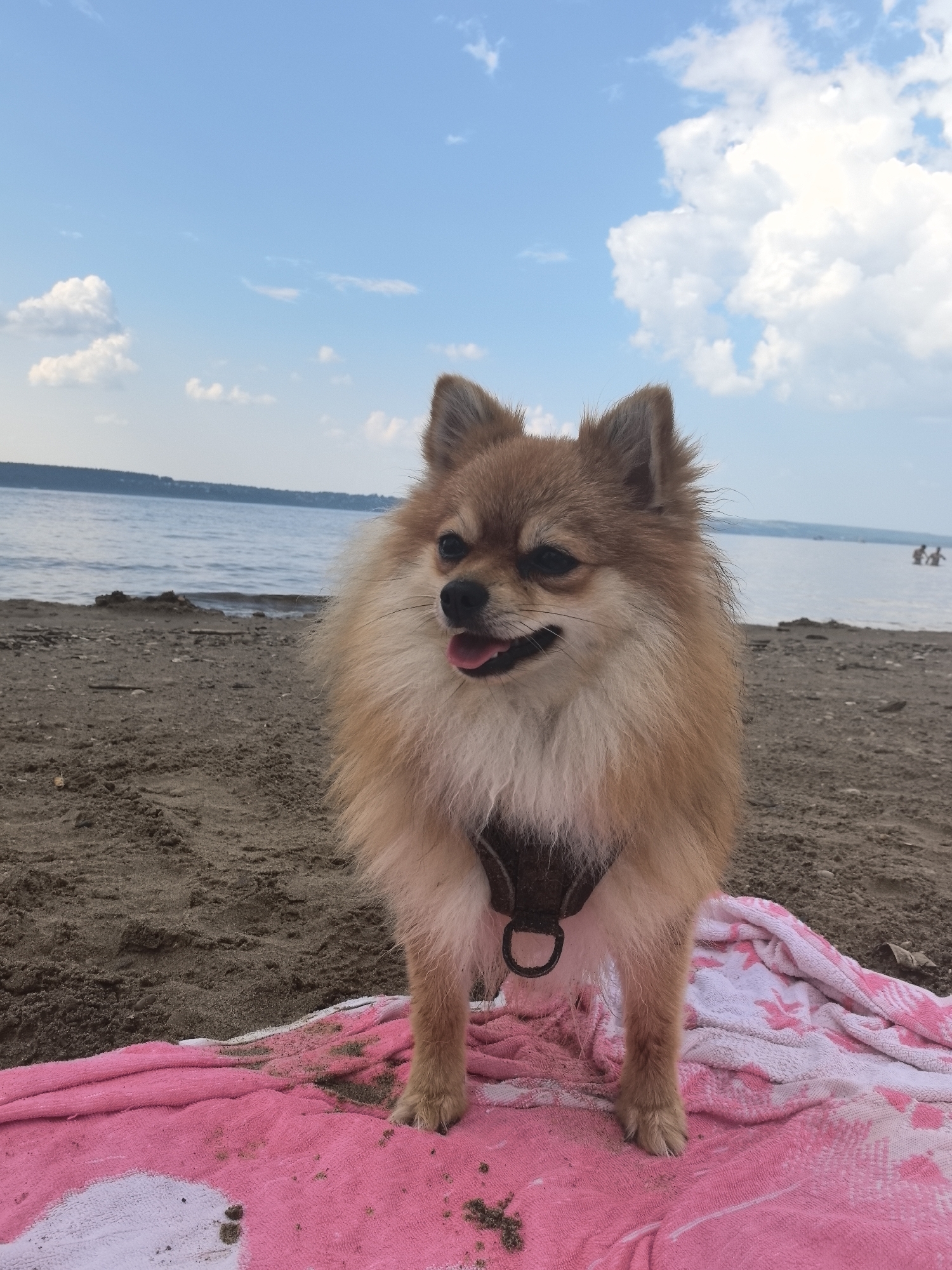 A small, fluffy Pomeranian dog with tan and cream fur stands on a sandy beach, facing the camera. The dog is wearing a dark harness. It is panting with its tongue out. Behind the dog, a body of water stretches to the horizon, with a faint treeline visible in the distance. The sky is blue with scattered white clouds. In the middle distance of the water, two people are faintly visible, appearing to be wading or swimming. In the foreground, a pink and white towel is laid out on the sand. The scene is set at the Kama River beach in Perm, Russia.