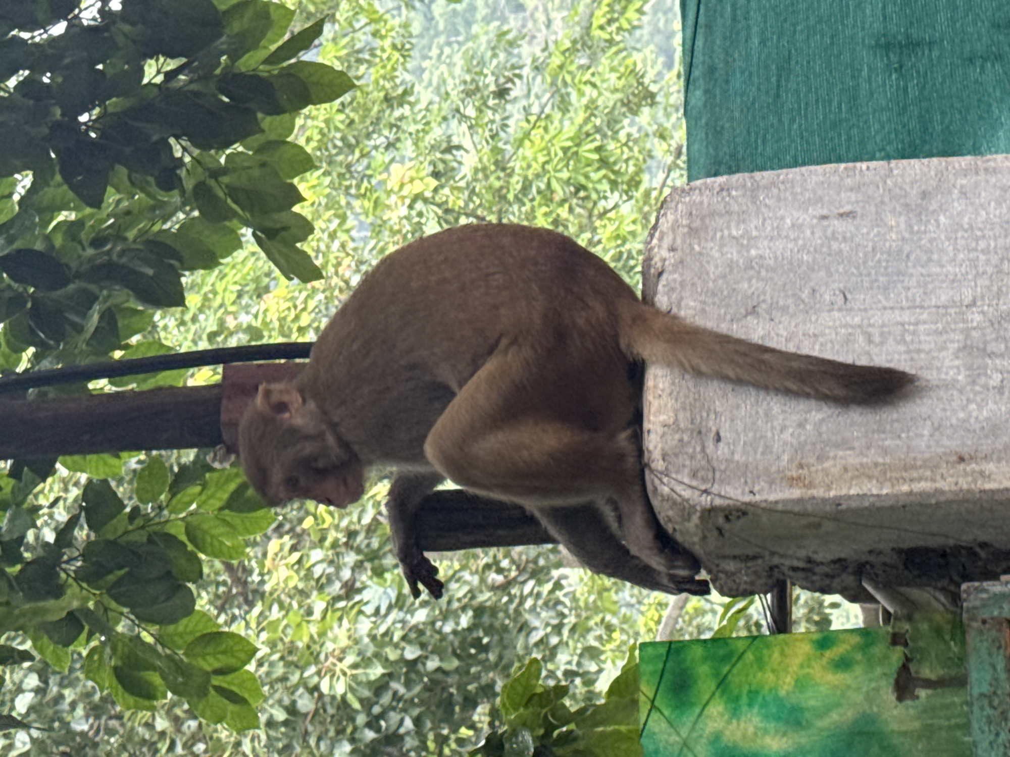 In Rishikesh, India, a medium-sized brown monkey sits perched on a concrete structure. The monkey is facing left, with its head turned in the same direction, and its left arm is extended. Its body is covered in brown fur, and its tail hangs down the side of the concrete. The background is filled with lush green foliage, suggesting an outdoor, natural setting. The lighting is diffused, creating soft shadows. The composition is a medium shot, focusing on the monkey and its immediate surroundings.