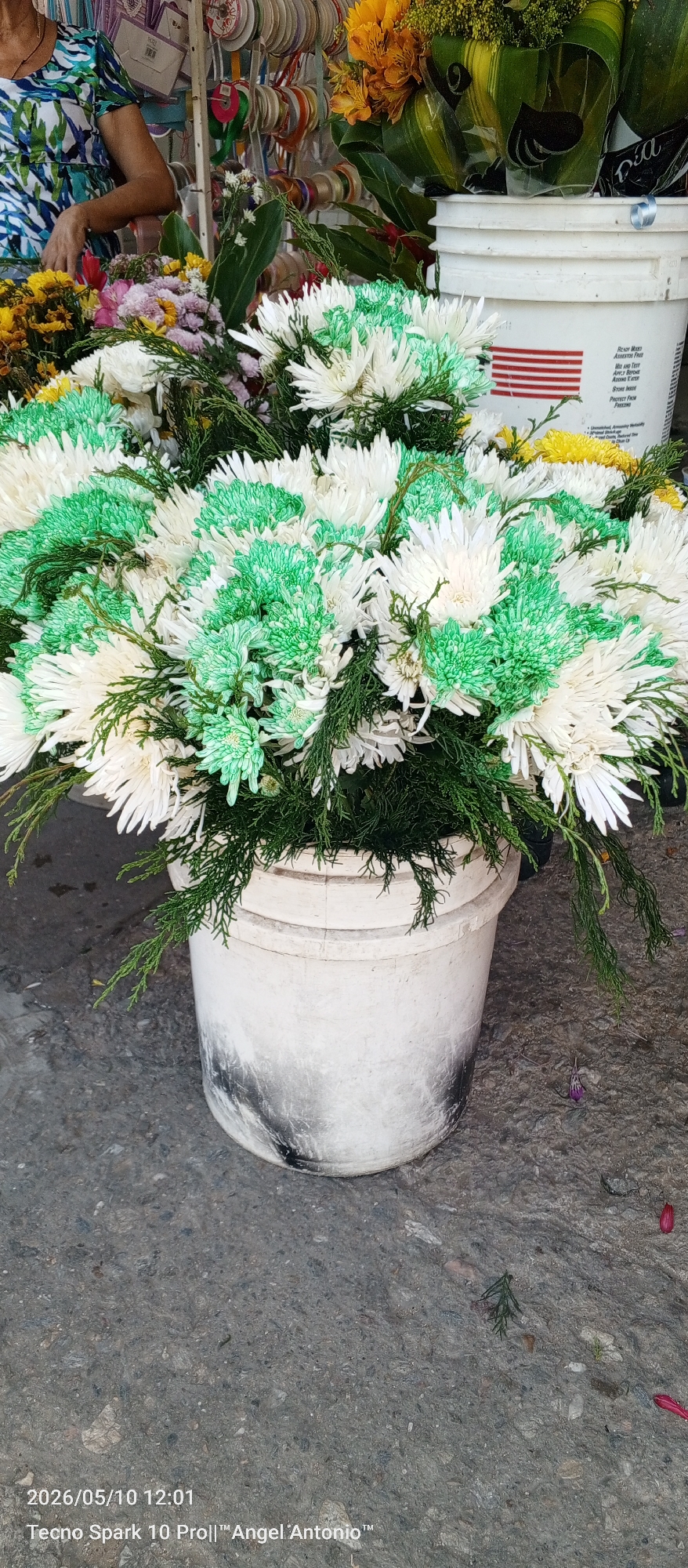 Here's a detailed description of the image:
**Scene Overview:**
The photo captures a street-level view of a flower display, likely for sale, in Juan Griego, Venezuela. The primary focus is on a large, overflowing bucket of white and green chrysanthemums arranged with fern-like greenery.
**Subjects and Objects:**
* **Flowers:** The main subject is the arrangement of white chrysanthemums, some of which are partially dyed green, and lush greenery, packed densely into a white plastic bucket.
* **Buckets:** The chrysanthemums are contained within a weathered white bucket, marked with black smudges and signs of wear, placed directly on the paved ground. A partially visible second bucket behind the chrysanthemums contains another flower arrangement. The second bucket is labeled with red and blue text.
* **Background:** Behind the flower arrangement, other flowers and what appears to be rows of colored ribbons or fabrics can be seen.
**Environment:**
* The ground is paved with asphalt.
* The overall setting appears to be a roadside, potentially a market stall.
**People:**
* A person is visible in the top left corner wearing a blue and white patterned top. Their hands are visible and interacting with the flowers near the bucket.
**Overall Impression:**
The image portrays a simple flower display in Juan Griego. The focus is on the lushness and the colors of the flower arrangement, with a sense of everyday life in a market or street-side setting.