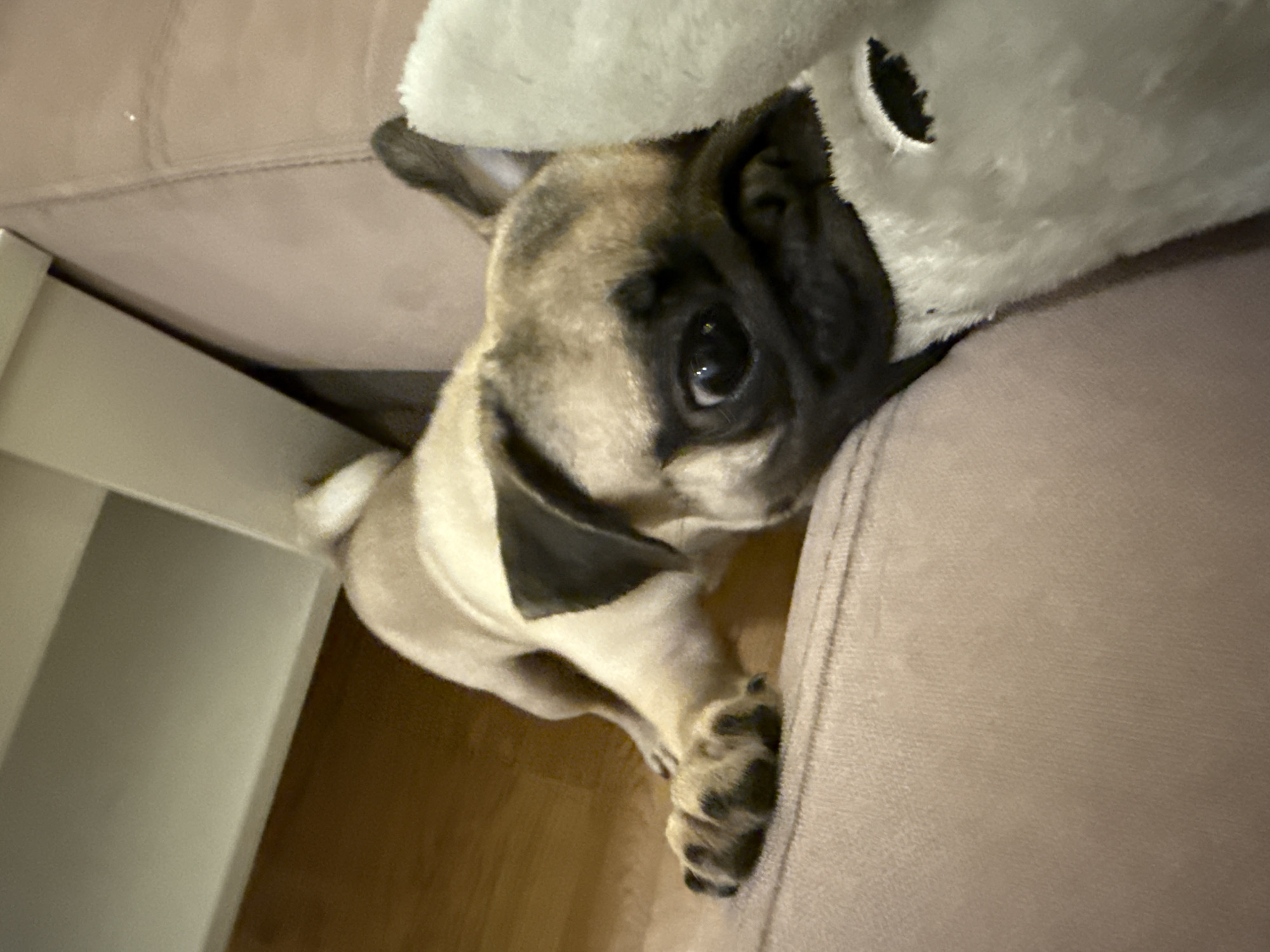 A fawn-colored pug puppy with black markings on its face and ears is lying on its stomach on a pinkish-brown sofa. The puppy's front paws are extended forward, and its head is turned towards the viewer, resting on a fluffy white object. The background shows a wooden floor and a light-colored surface, possibly a shelf or table.