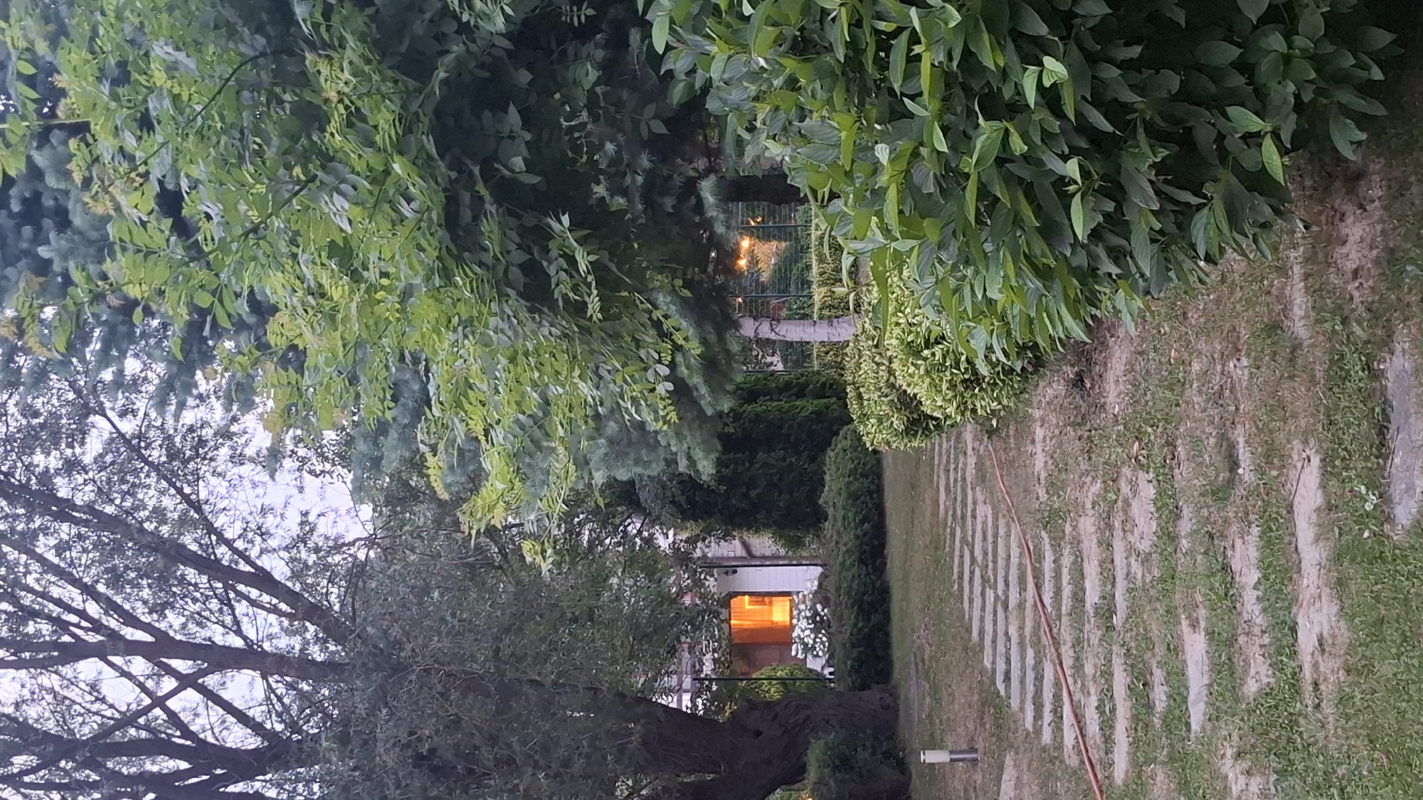 The image depicts a garden path leading towards a building in Razlog, Bulgaria. The path is made of large, flat stones laid irregularly into a grassy lawn. To the right of the path, a lush hedge of green bushes creates a dense border. Further back, a large tree with dark bark and bare branches stands on the left, with its canopy extending upwards and towards the right. Beyond the tree, a building is visible, with a warmly lit window casting an orange glow. White flowers are planted in front of the building. The overall scene suggests a peaceful, domestic setting during twilight or early evening, with artificial light from the house creating a welcoming atmosphere amidst the natural greenery.