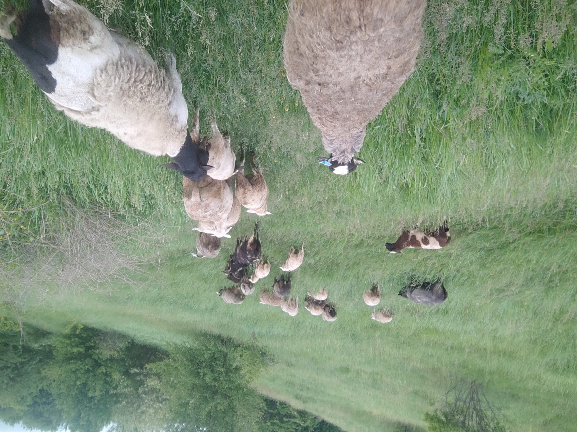 The image depicts a herd of sheep grazing in a green field, likely pastureland. Trees border the field in the background. One sheep is brown and white, and another is black. The location is Unknown, Unknown.