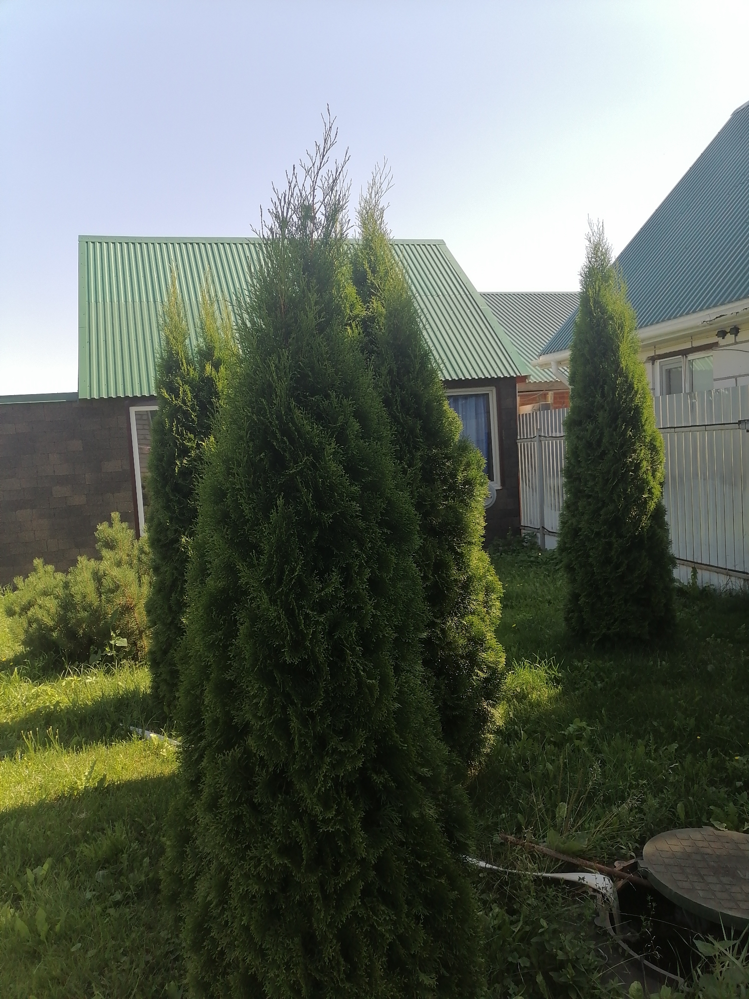 The image depicts a yard in Pecherniki, Russia, on a sunny day. In the foreground, several tall, green coniferous trees stand prominently. Behind them, a dark brown brick wall forms the base of a building, topped by a green, corrugated metal roof. To the right, another building with a similar green roof and white siding is visible, featuring windows and a light-colored fence. The ground is covered in green grass and various types of vegetation. A portion of a round, dark-colored utility cover is visible in the lower right corner, partially obscured by grass and foliage. The sky is clear and bright blue.