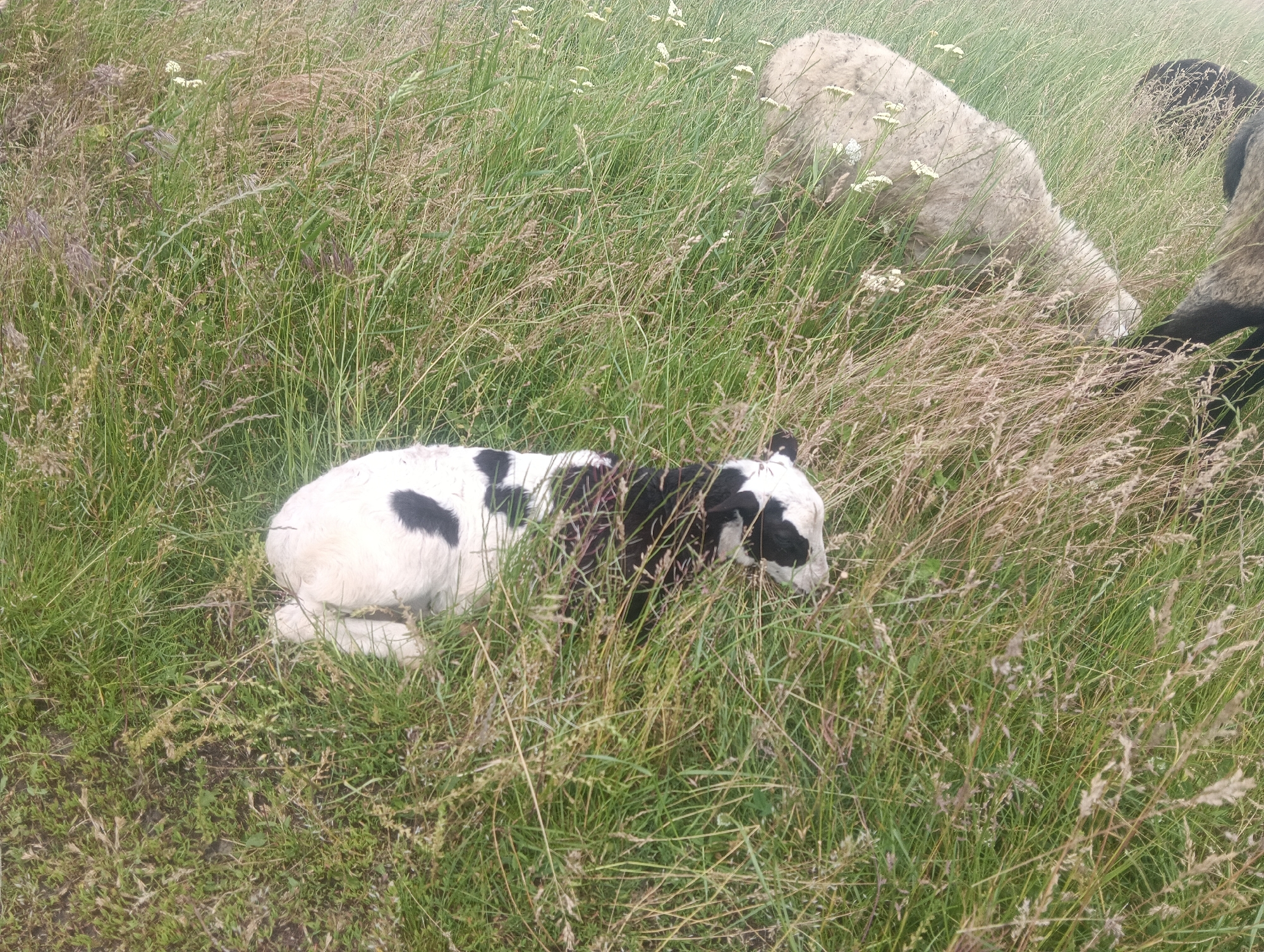 An adult white sheep with patchy black markings and a lamb with black and white markings are lying down in a field of tall green grass, with a few small white flowers scattered throughout. The adult sheep is in the upper right portion of the image, facing towards the left and downwards. The lamb is in the lower left portion of the image, lying on its side with its head down and facing towards the right. The grass is dense and obscures most of the animals' bodies. The lighting suggests it is daytime.
